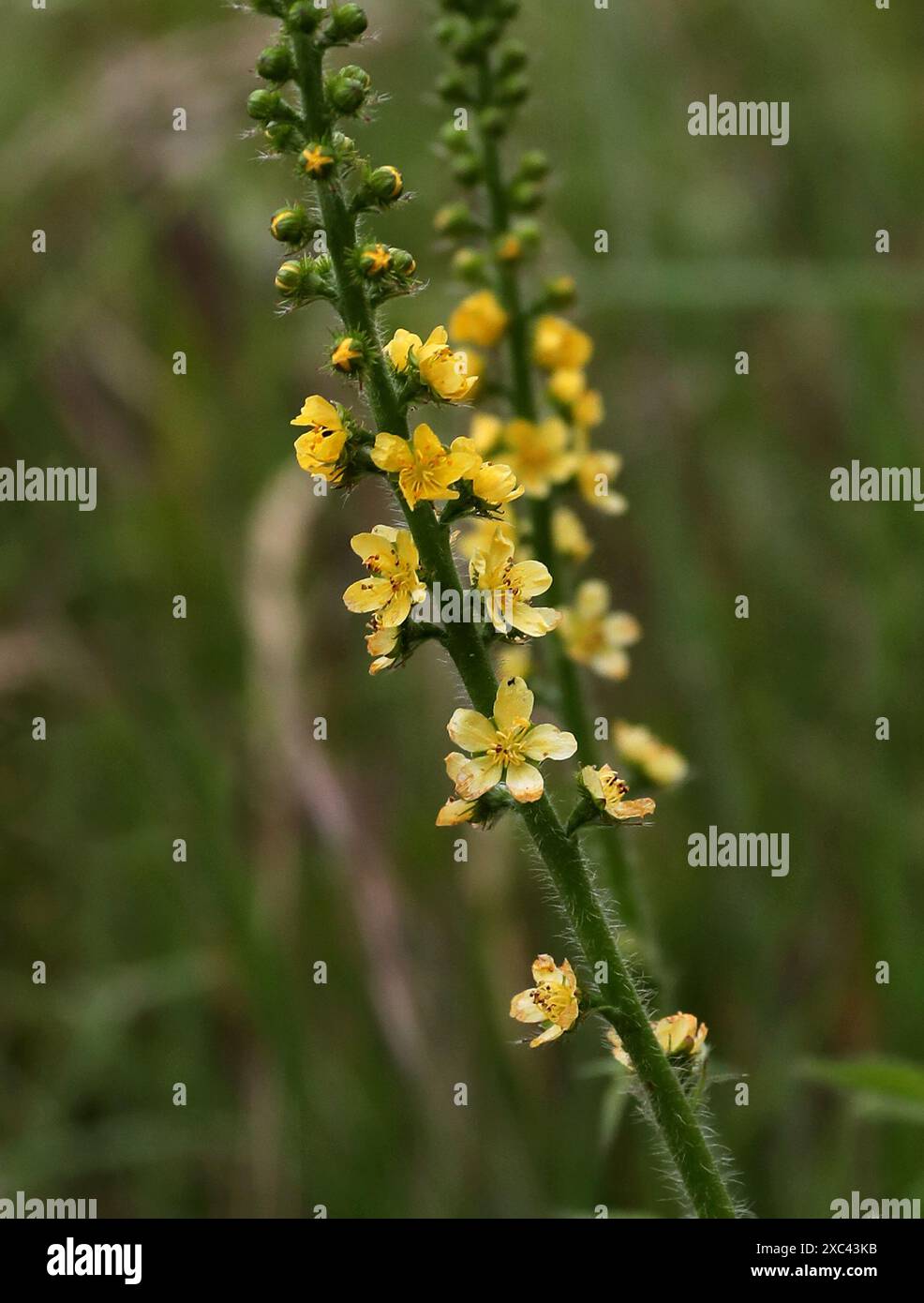 Agrimony, Agrimonia eupatoria, Rosacées. Dunstable Downs ; Bedfordshire. Banque D'Images