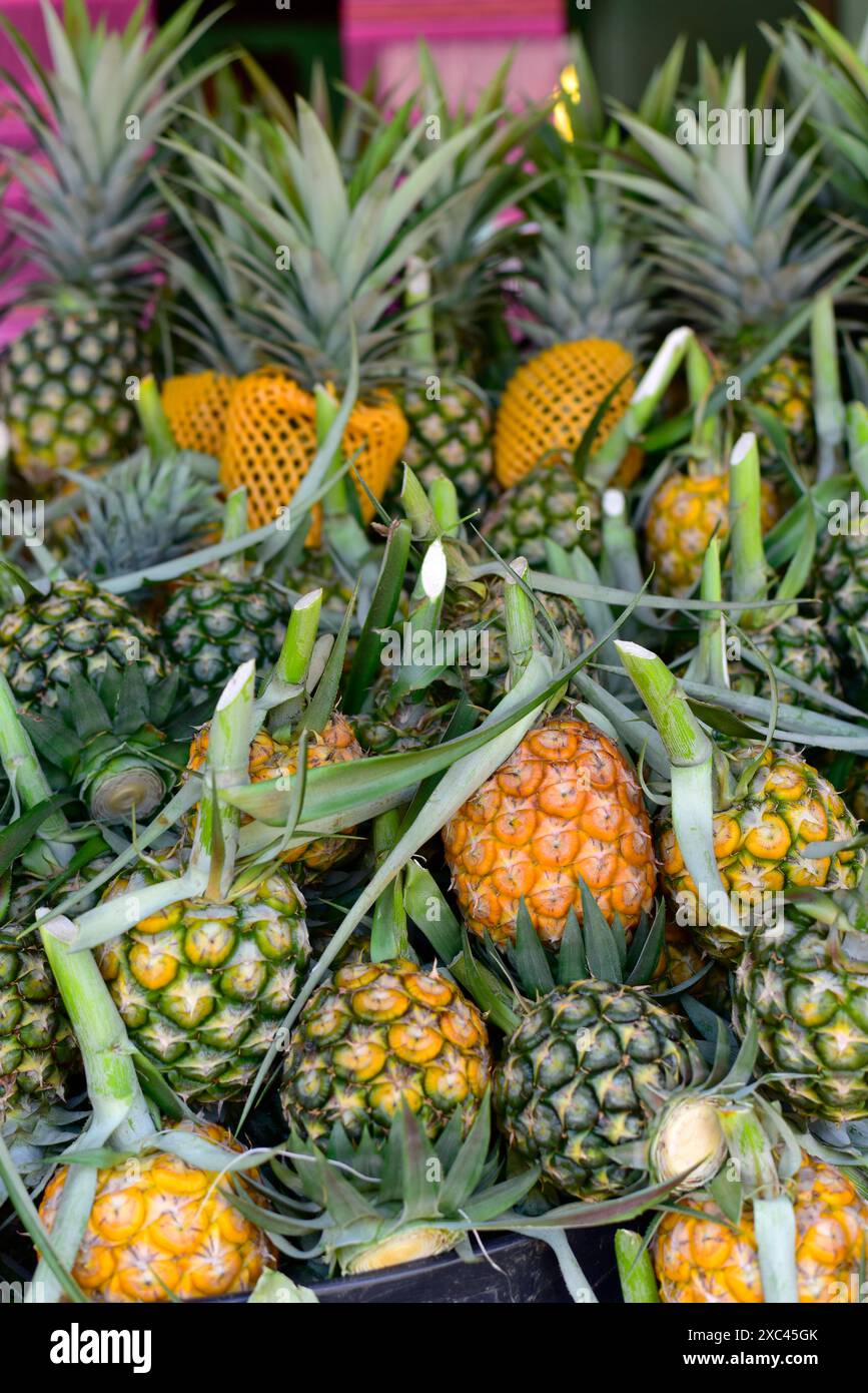 Gros plan de la variété d'ananas fraîchement mûr (ananas comosus) beaucoup de fruits d'ananas. Commerce de gros et de détail de fruits exotiques. Mise au point sélective. Banque D'Images