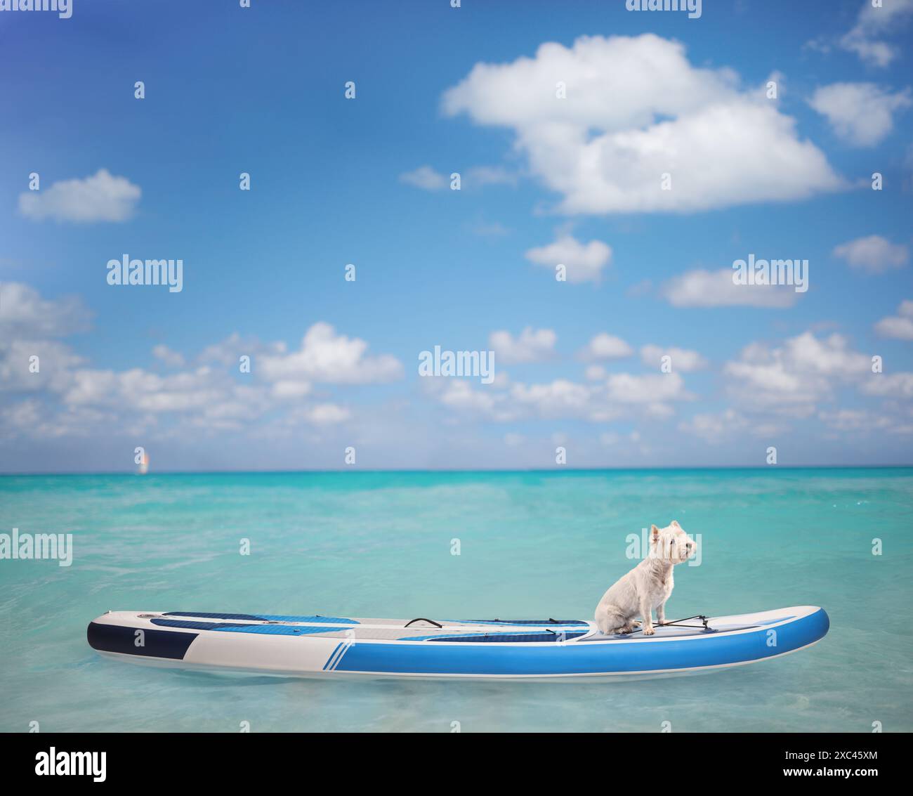 Chien Westie terrier seul sur une planche SUP dans la mer Banque D'Images