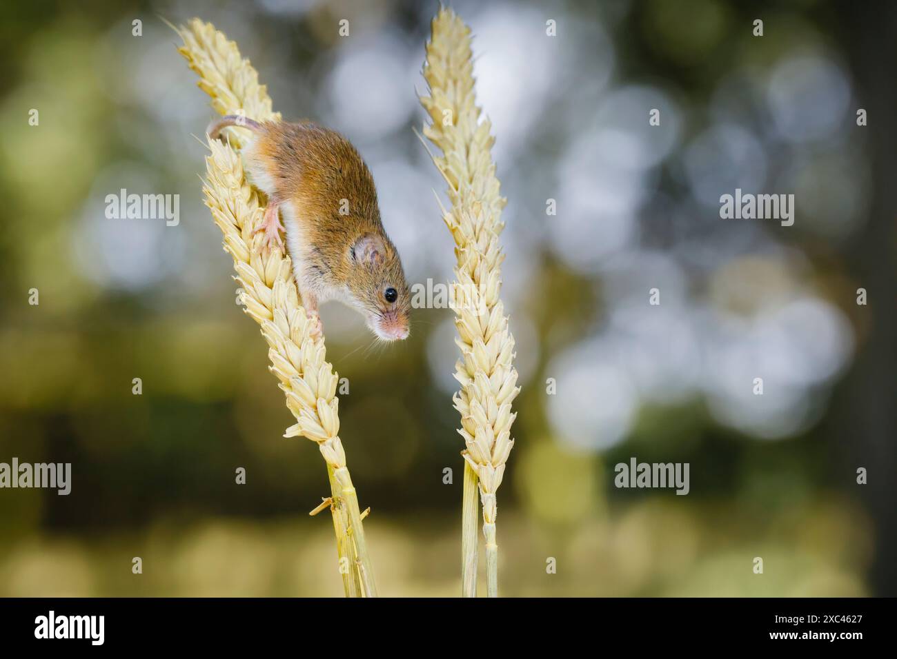 Une souris de récolte eurasienne (Micromys minutus) grimpe sur une épi de blé, British Wildlife Centre, Newchapel, Lingfield, Surrey, ROYAUME-UNI Banque D'Images