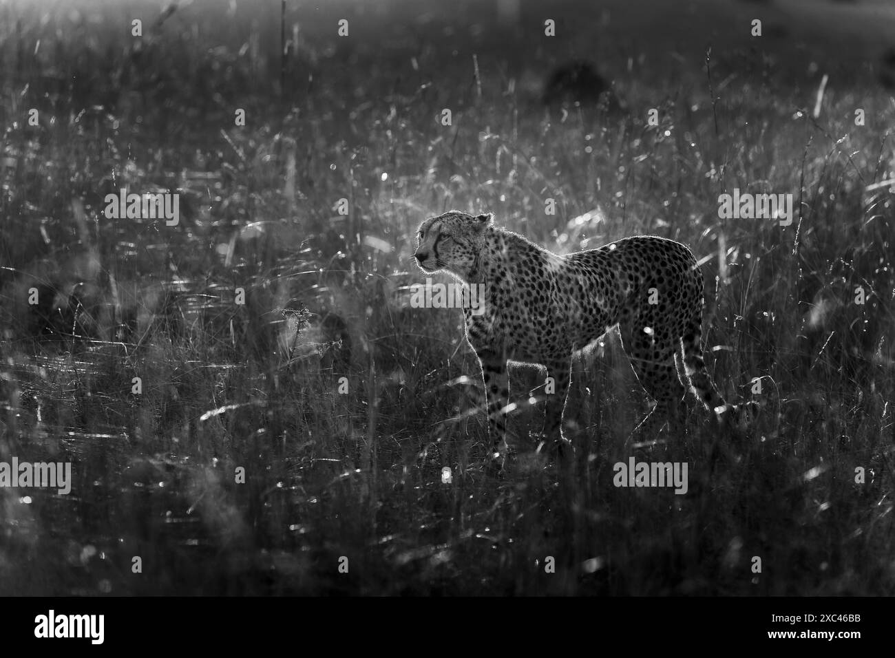Une femelle adulte guépard (Acinonyx jubatus) est rétro-éclairée par les rayons du soleil tôt le matin alors qu'elle se tient debout dans de longues herbes, vigilante et alerte, dans la grassla Banque D'Images