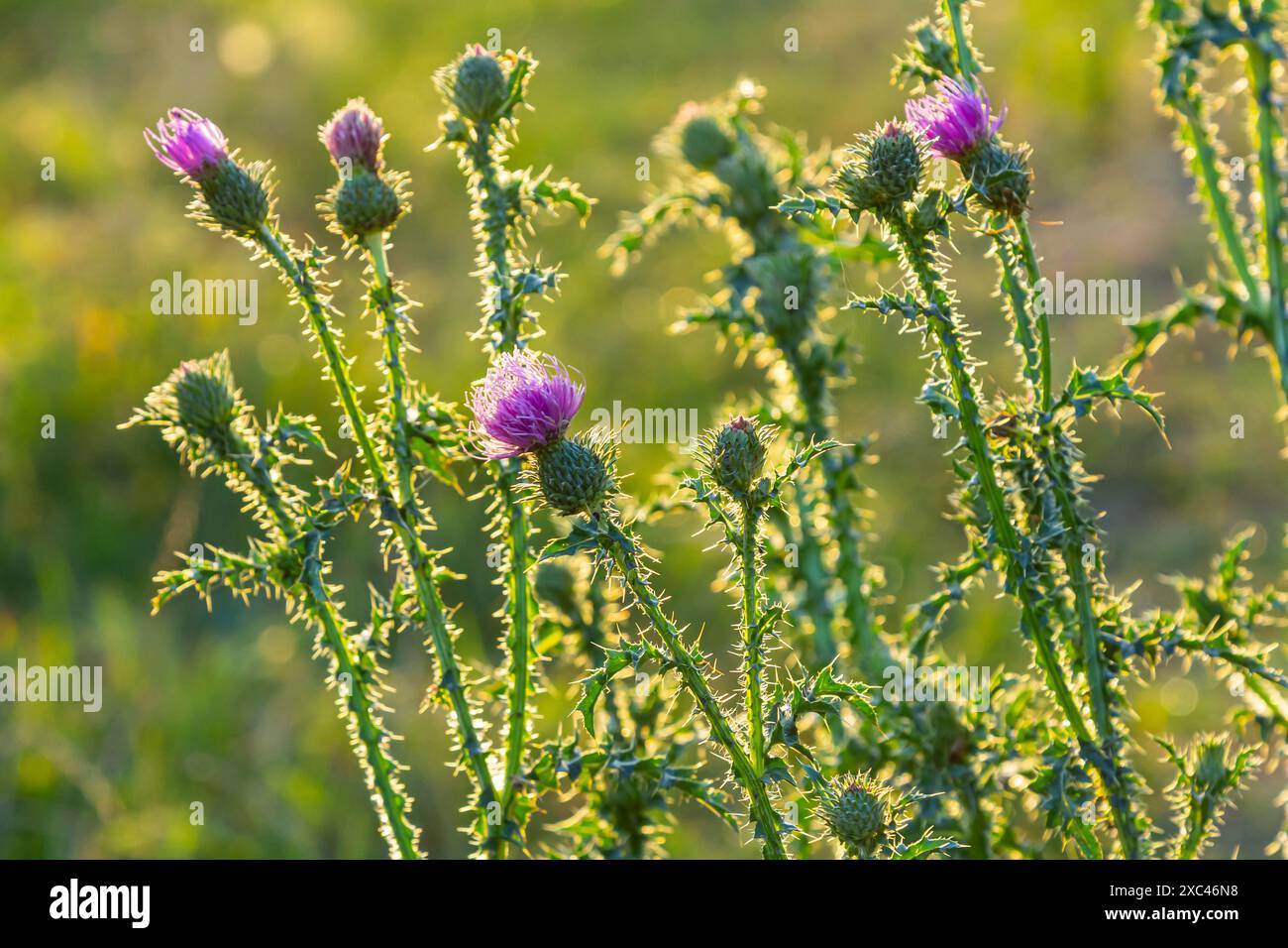 Cirsium vulgare, lance le chardon, chardon vulgaire, commun Chardon, chardon de courte durée avec des plantes à tiges garnies d'épines et de feuilles, de fleurs de mauve rose Banque D'Images