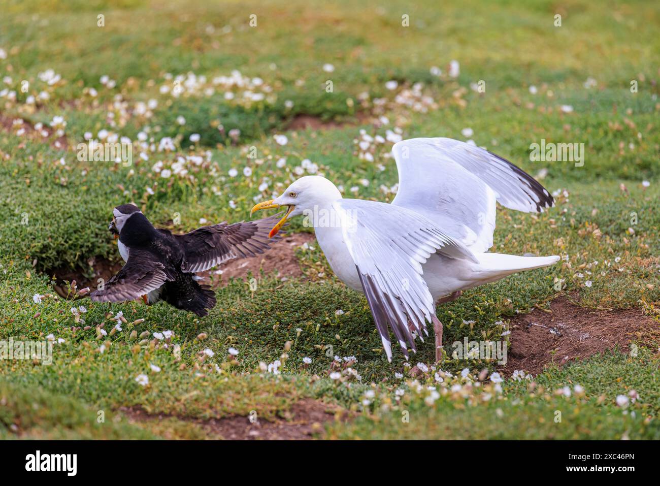 Un goéland argenté (Larus argentatus) attaque un macareux (Fratercula arctica) pour ses anguilles de sable, Skomer, une île près de Marloes dans le Pembrokeshire, dans l'ouest du pays de Galles Banque D'Images