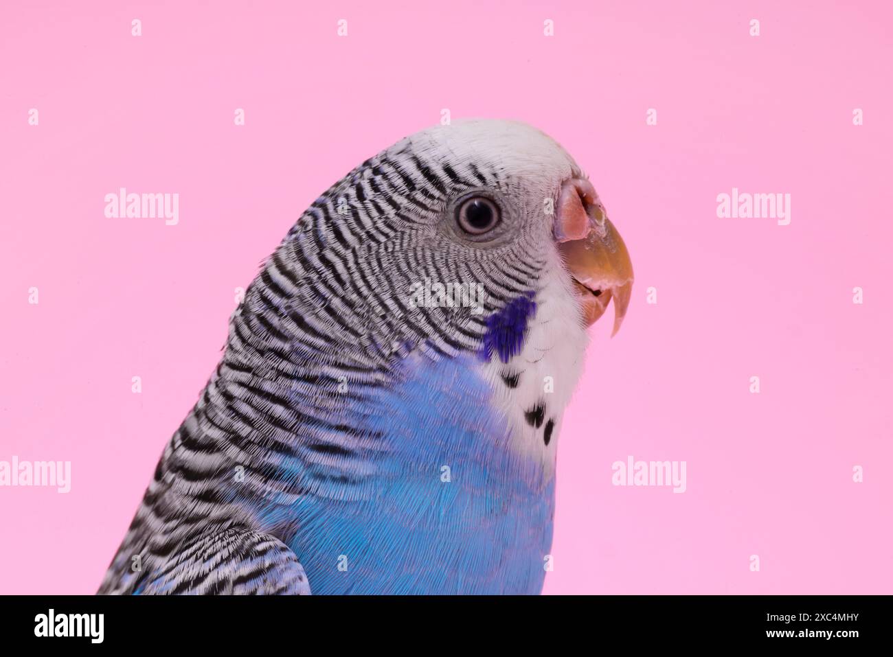 Beau perroquet lumineux sur fond rose, gros plan. Animal exotique Banque D'Images