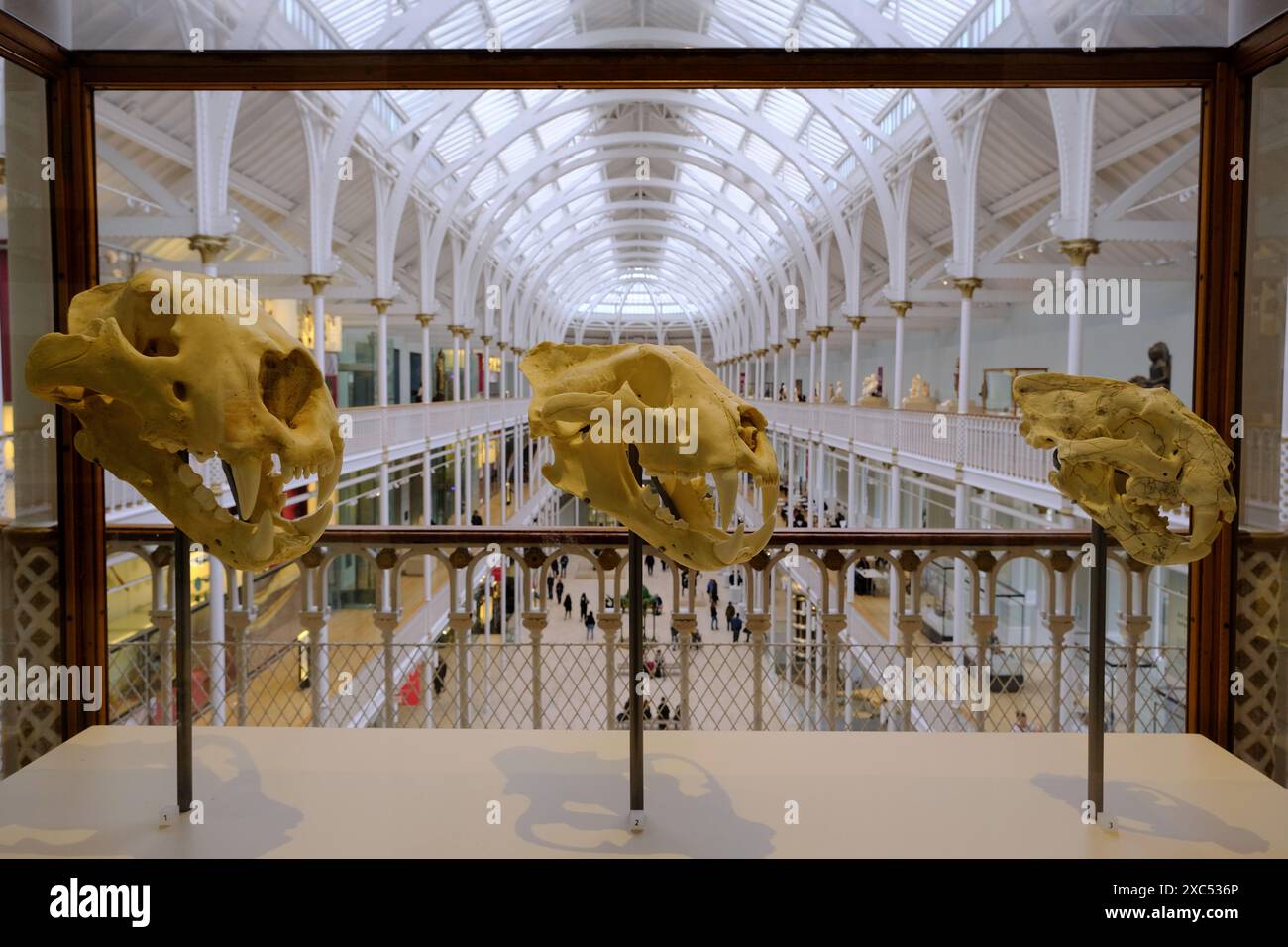 Les crânes du lion américain, du tigre de l'amour et du tigre ancestral (de gauche à droite) avec la Grande Galerie du Musée National d'Écosse en arrière-plan.Edinburgh.Scotland.United Kingdom Banque D'Images