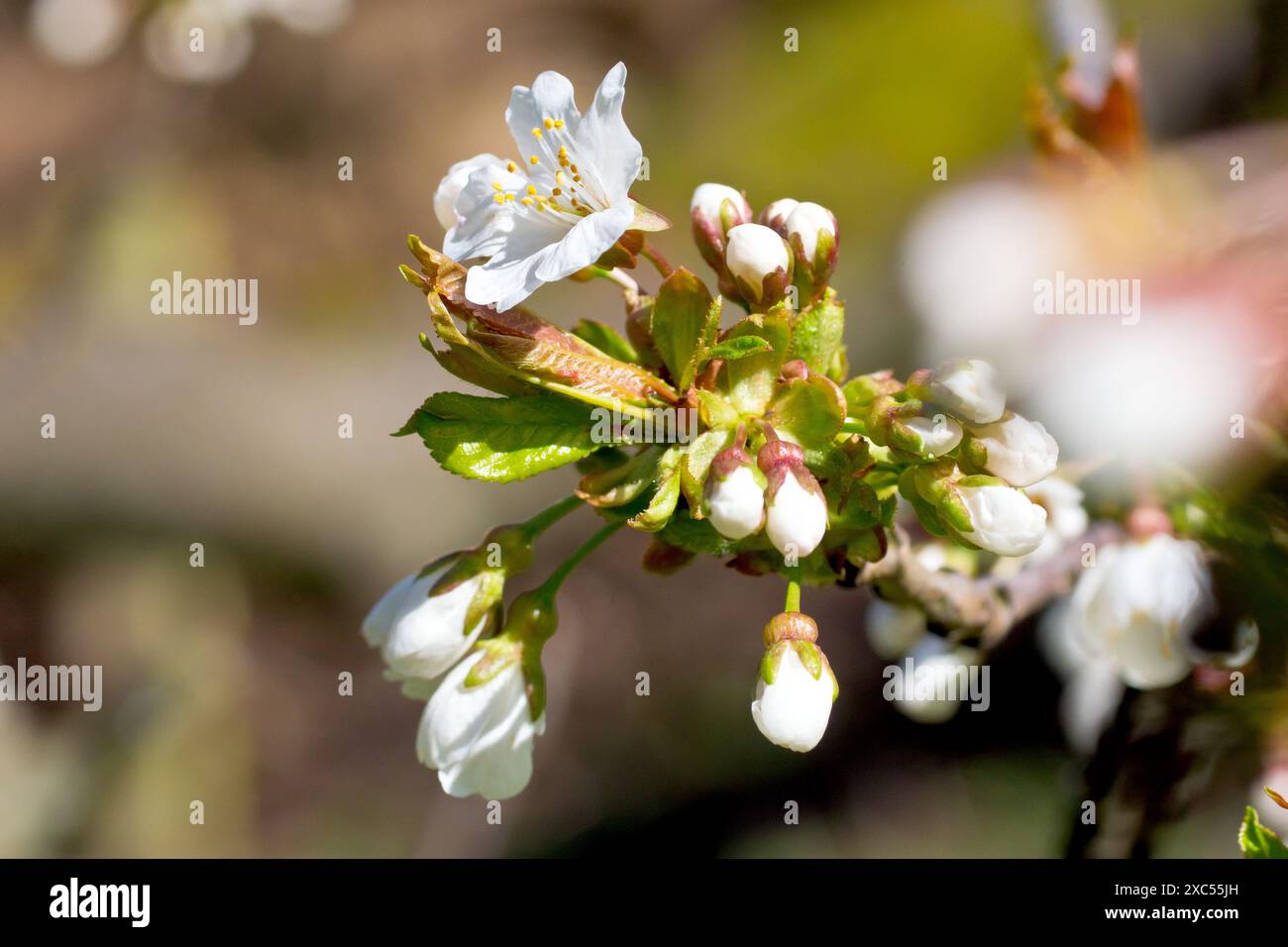 Cerise sauvage (prunus avium), gros plan sur les premières fleurs ou fleurs apparaissant sur l'arbre commun au soleil de printemps. Banque D'Images