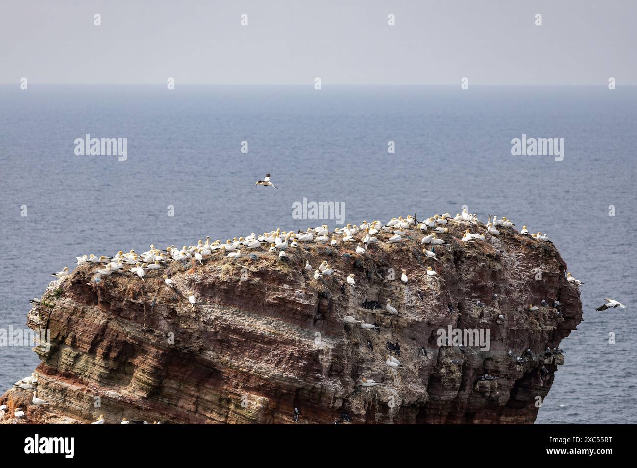 gannets sauvages sur une île Banque D'Images