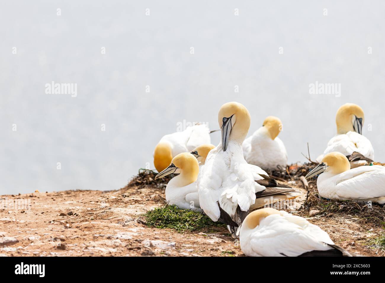 gannets sauvages sur une île Banque D'Images