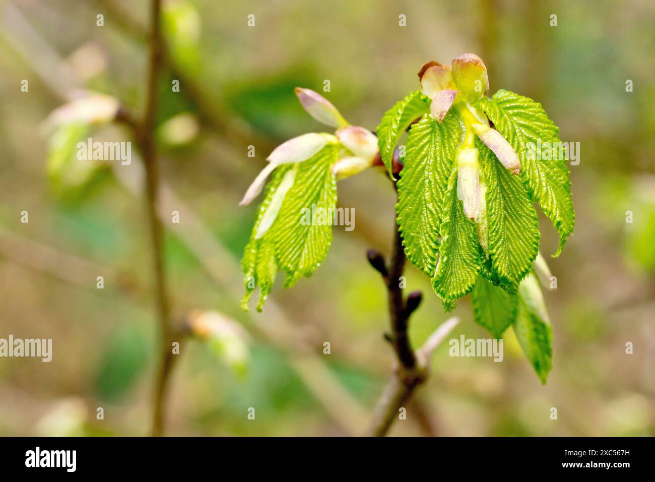 Wych Elm (ulmus glabra), gros plan montrant les nouvelles feuilles qui commencent à apparaître sur l'arbre au printemps. Banque D'Images