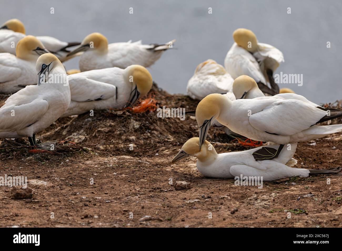 gros plan sur les gannets en cours d'accouplement Banque D'Images