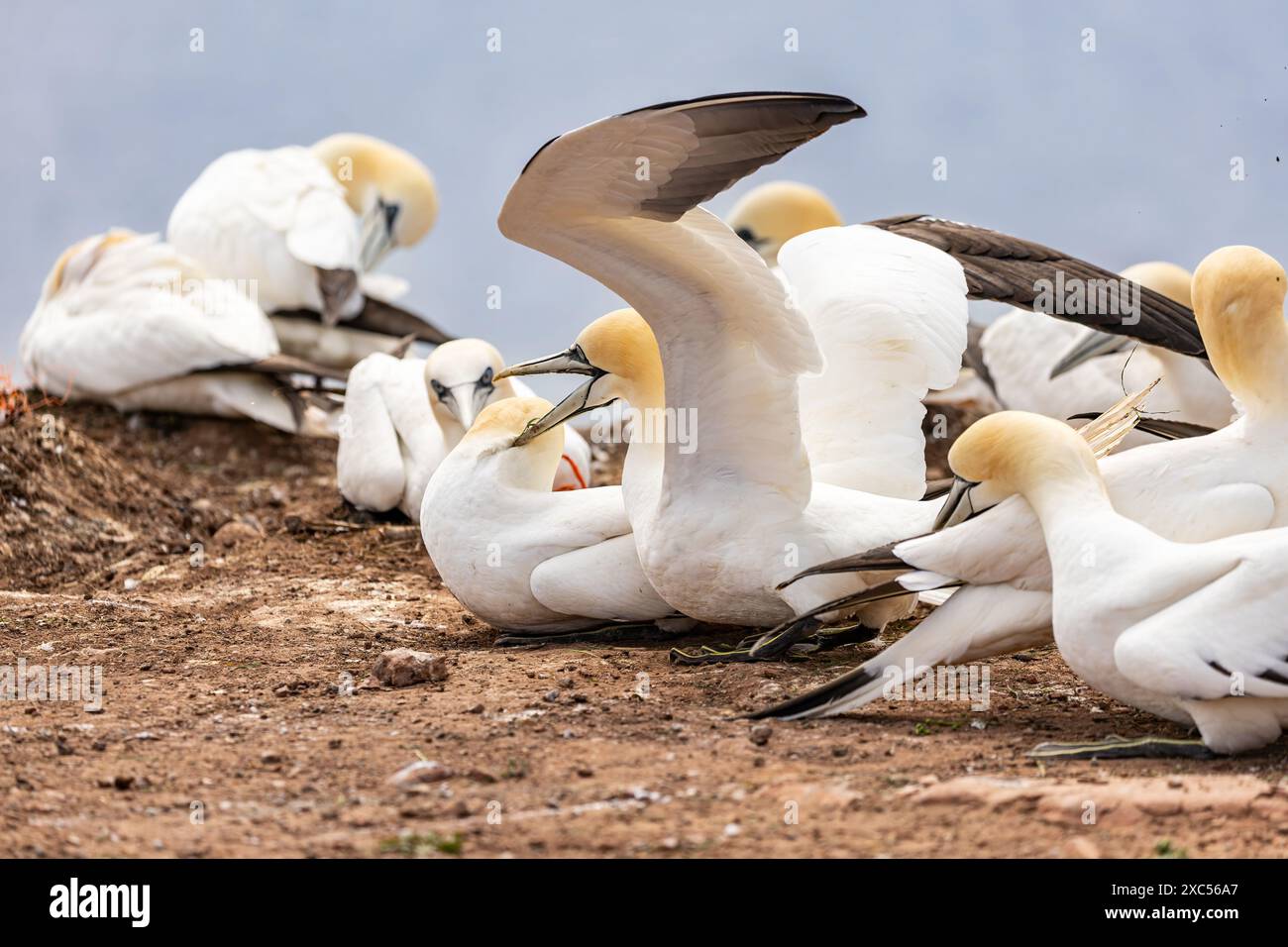 gros plan sur les gannets en cours d'accouplement Banque D'Images