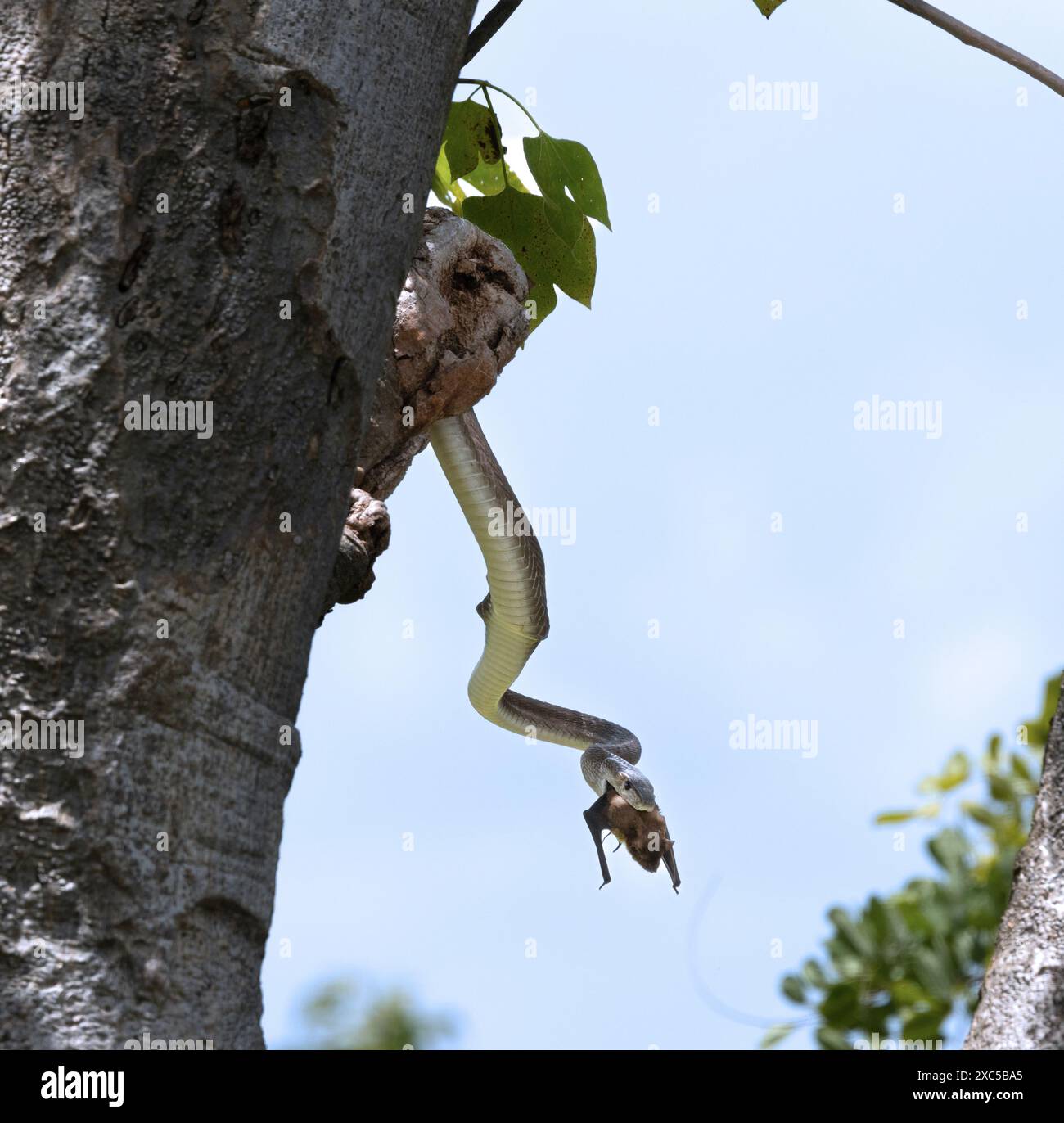 Un mamba noir a attrapé une chauve-souris tombale qui dormait dans un toit communautaire dans un trou dans un arbre. Le Mamba noir est un chasseur actif de mammifères Banque D'Images