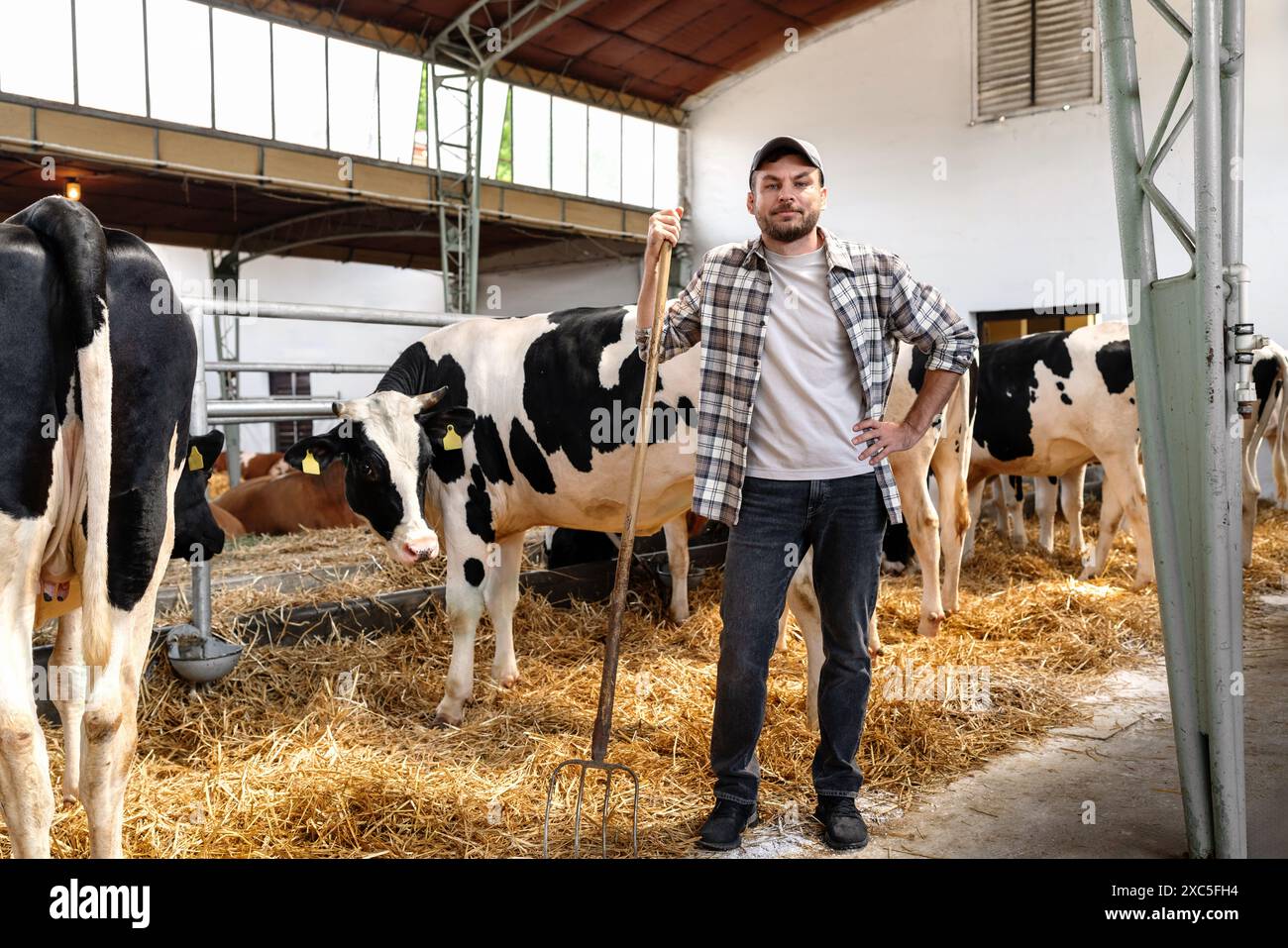 Portrait de l'homme ouvrier agricole avec fourche à la main devant des vaches noires et blanches sur l'élevage. Banque D'Images