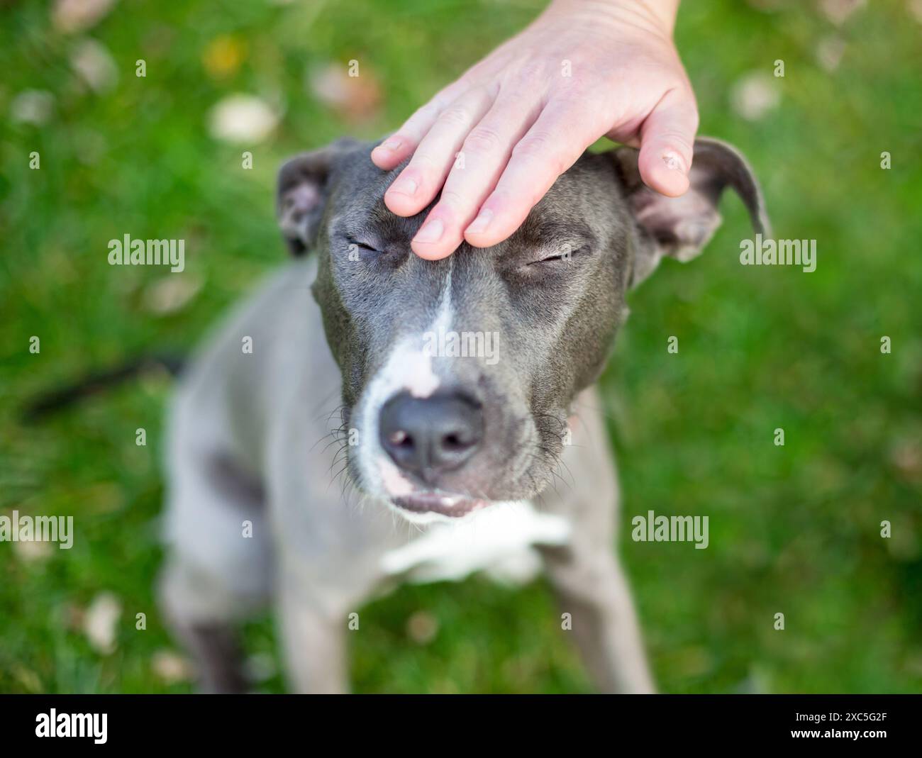 Une personne caressant un chien de race mixte gris et blanc Pit Bull Terrier sur sa tête alors qu'il ferme les yeux Banque D'Images Une personne caressant un chien de race mixte gris et blanc Pit Bull Terrier sur sa tête alors qu'il ferme les yeux Banque D'Images