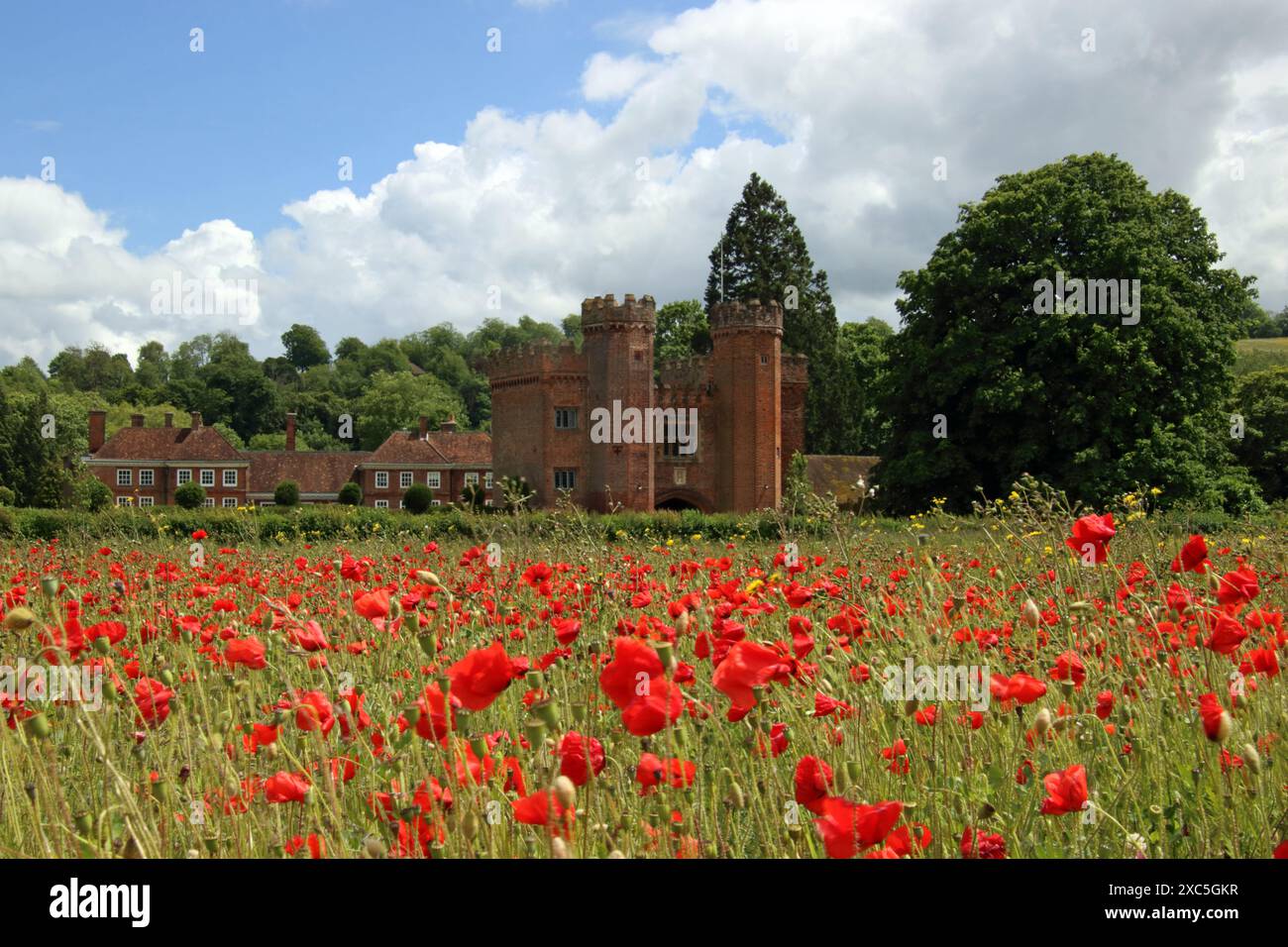 Lullingstone, Kent, Angleterre, Royaume-Uni. 14 juin 2024. Une exposition glorieuse de coquelicots et de fleurs sauvages à Lullingstone dans le Kent. Cette prairie de fleurs d'été offre une vue sur la campagne du Kent et le château de Lullingstone. Crédit : Julia Gavin/Alamy Live News Banque D'Images