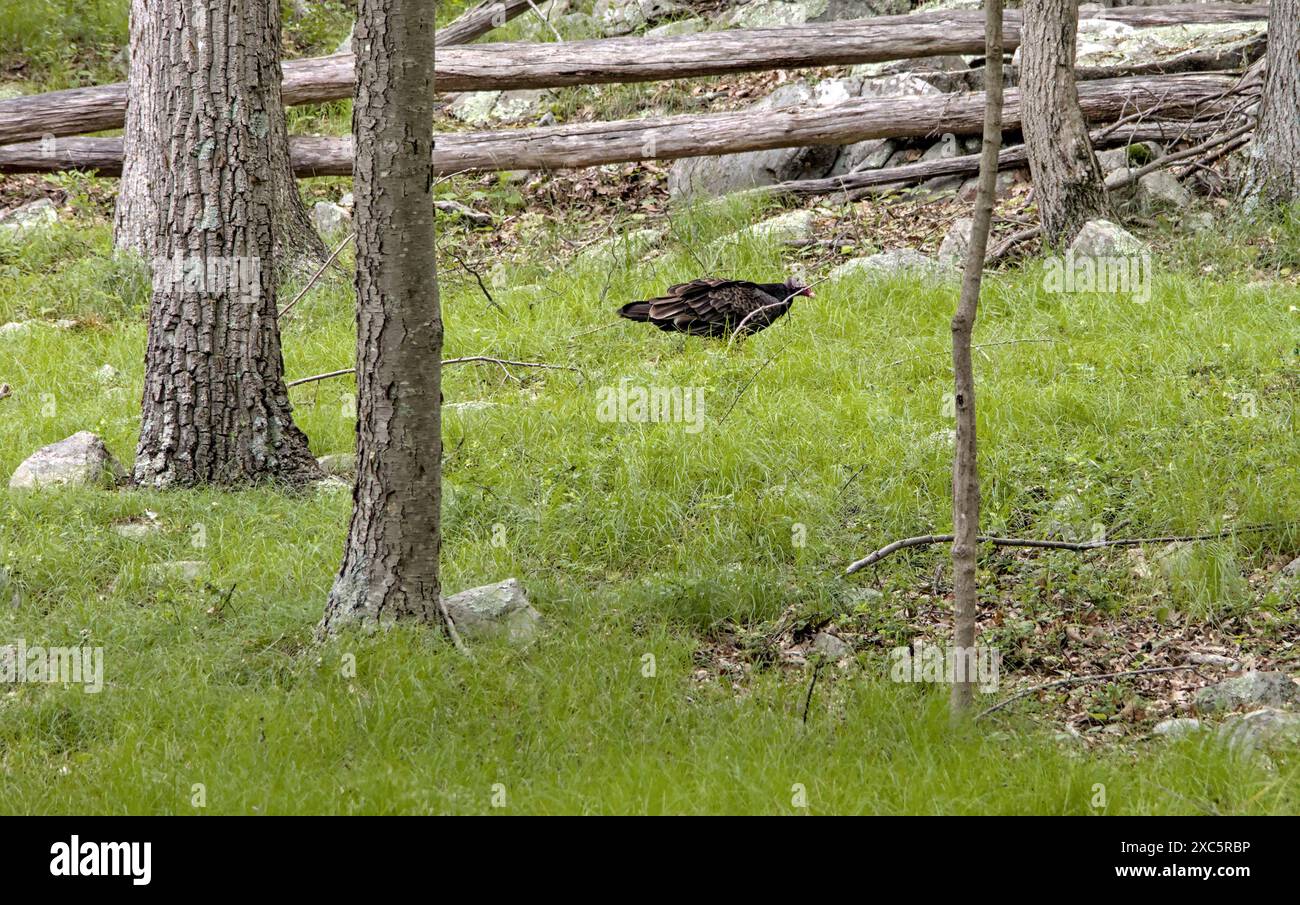 dinde vautours dans la forêt mangeant des animaux morts (bois d'herbe d'arbre) grand oiseau de chasse-proies Banque D'Images