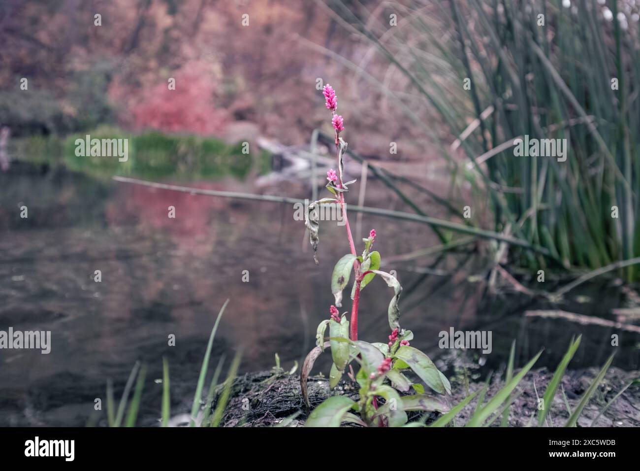 Délicates fleurs roses d'eau smartweed (Persicaria amphibia) au bord de la rivière en automne Banque D'Images