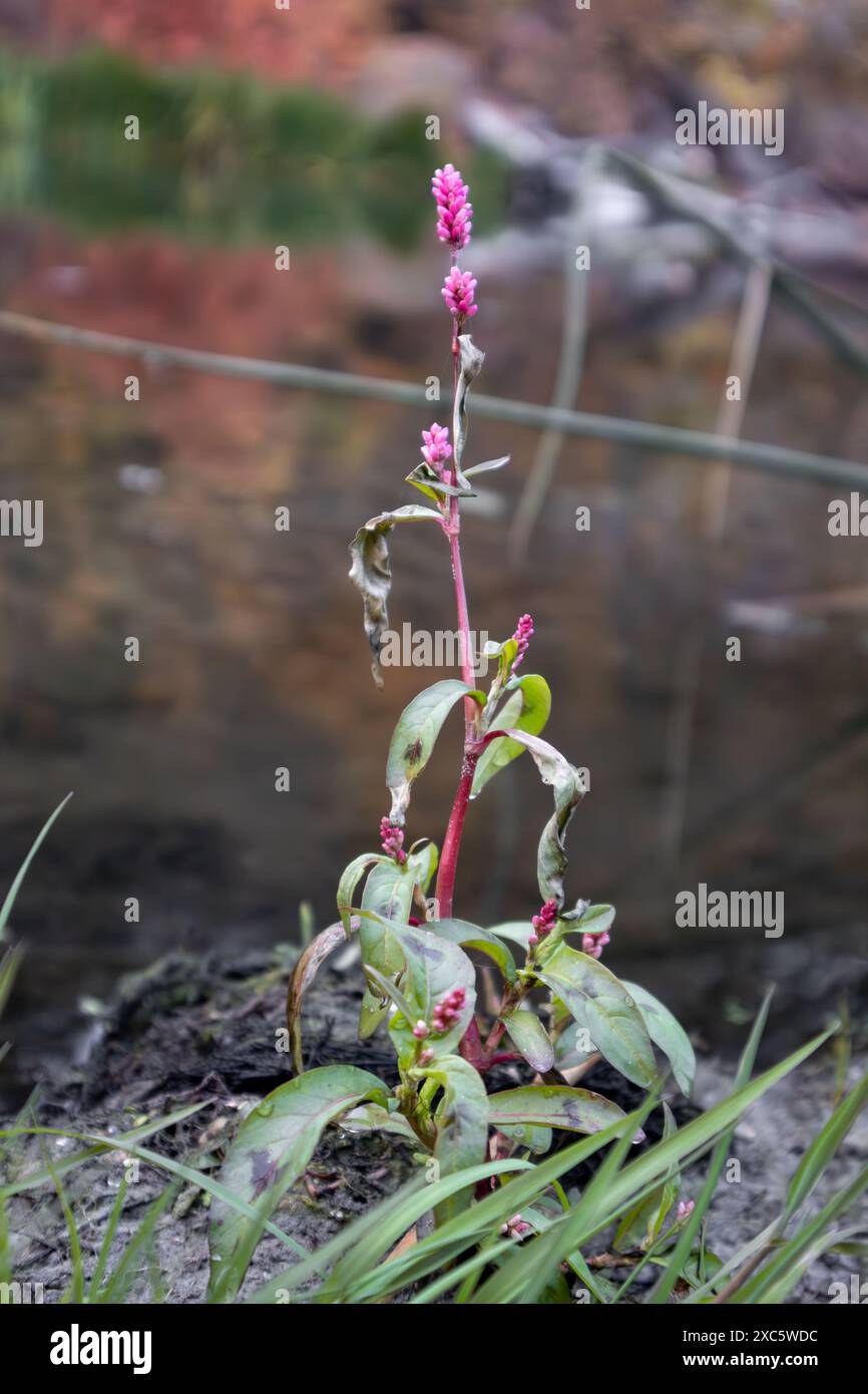 Gros plan de délicates fleurs de smartweed d'eau rose sur le bord de la rivière d'automne Banque D'Images