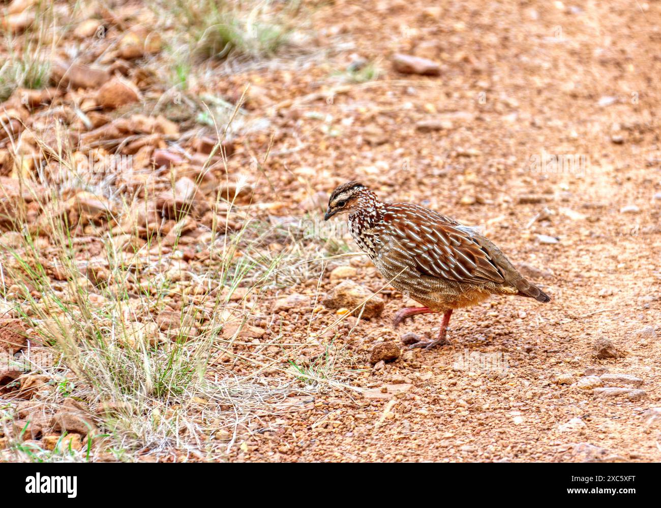 francolin à crête marchant sur le sable essayant de se cacher dans l'herbe dans le bush africain Banque D'Images francolin à crête marchant sur le sable essayant de se cacher dans l'herbe dans le bush africain Banque D'Images