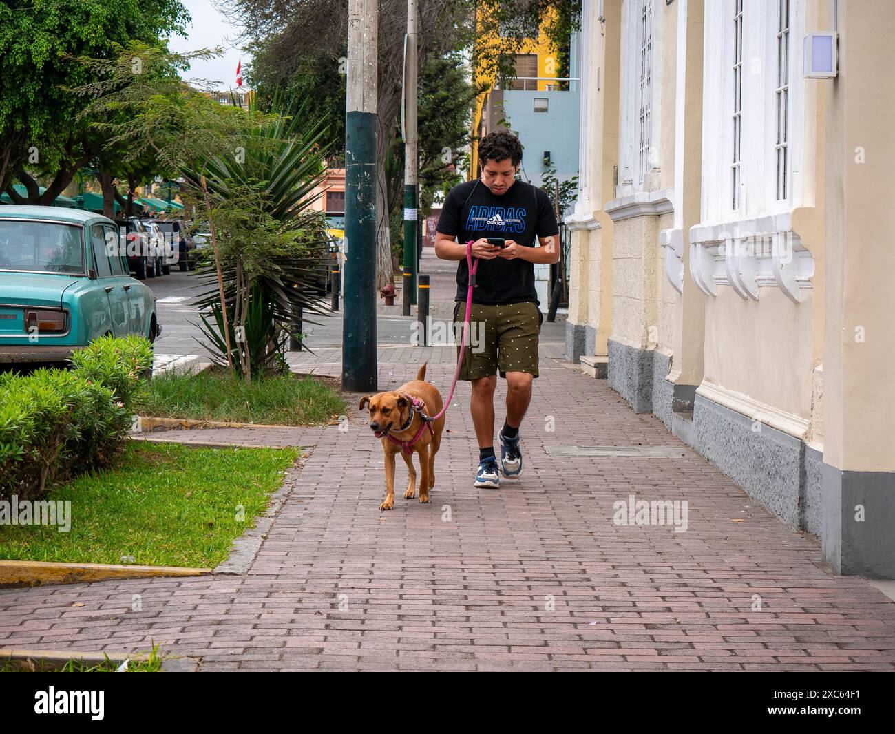 Lima, Pérou - juillet 30 2023 : un péruvien souffrant de dépendance au téléphone portable promène son chien sans y prêter attention Banque D'Images