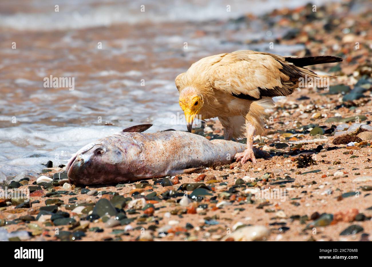 Le vautours égyptien (Neophron percnopterus), également appelé vautours blanc ou poulet de pharaon. Photographié à Socotra, Yémen. Banque D'Images
