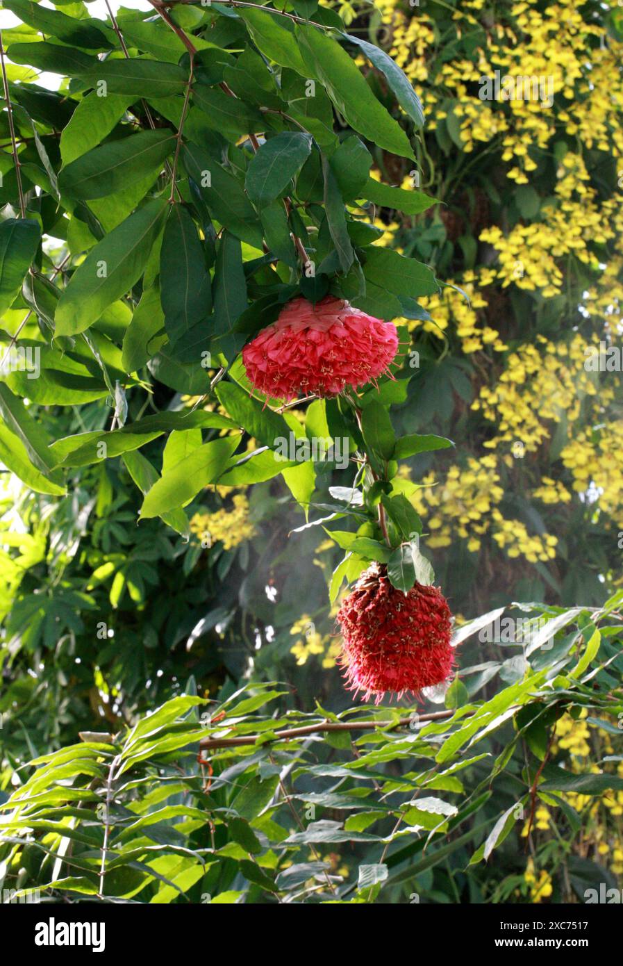Rose du Venezuela ou haricot rouge écarlate, Brownea grandiceps, Fabaceae. Amérique du Sud. Brownea grandiceps est une espèce d'arbre de la famille des Fabaceae. Banque D'Images