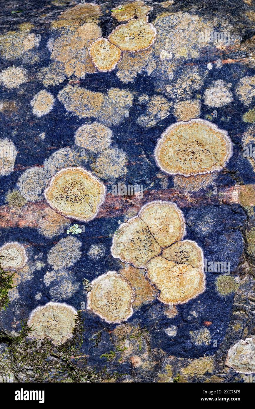 Motifs abstraits de lichens crusteux sur la surface de la roche dans la forêt nationale de Pisgah - Brevard, Caroline du Nord, États-Unis Banque D'Images