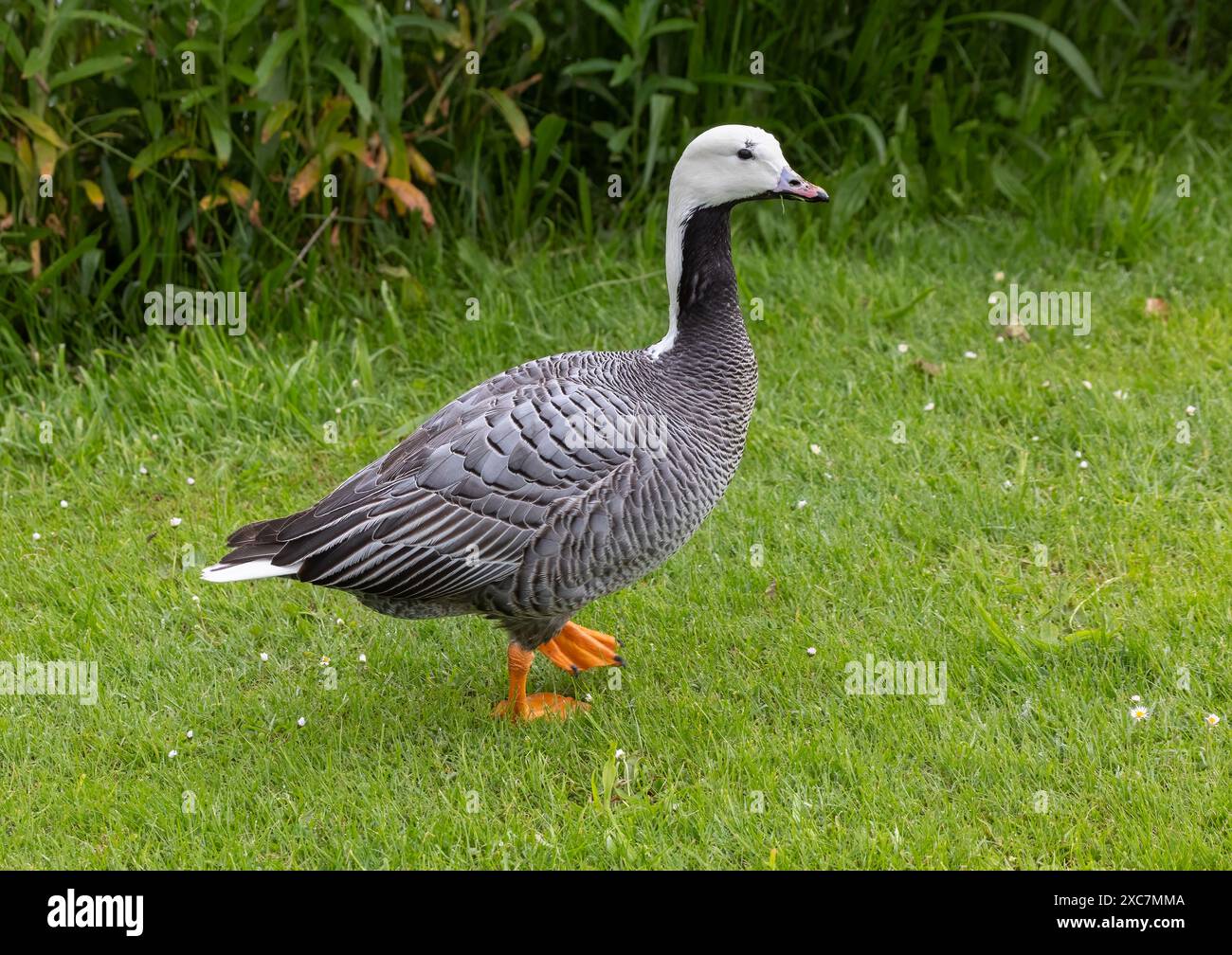 Portrait en longueur d'une oie empereur, Anser canagicus, telle qu'elle se détache de l'eau sur l'herbe Banque D'Images