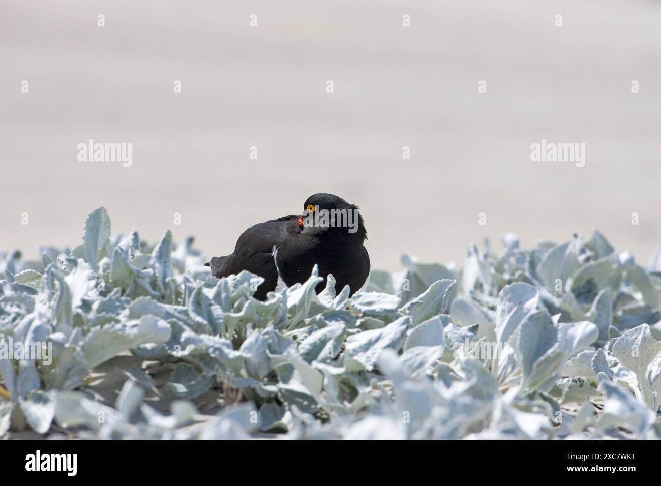 Huîtres magellaniques Haematopus leucopodus adulte au repos chez le chou marin Senecio candidans Bleaker Island Iles Malouines Banque D'Images