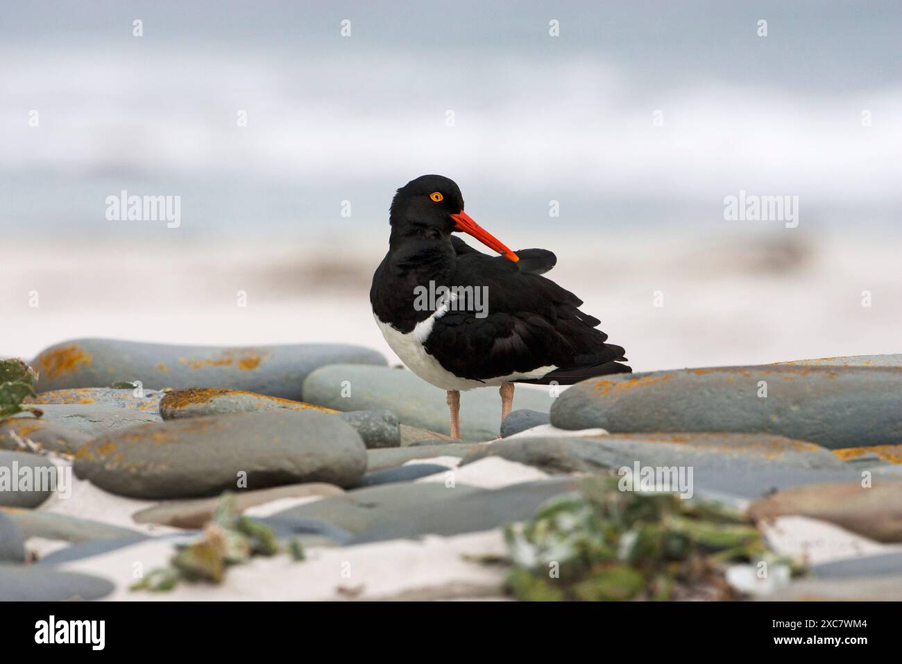 Magellanic oystercatcher Haematopus leucopodus parmi les pierres adultes Sea Lion Island Iles Falkland Banque D'Images