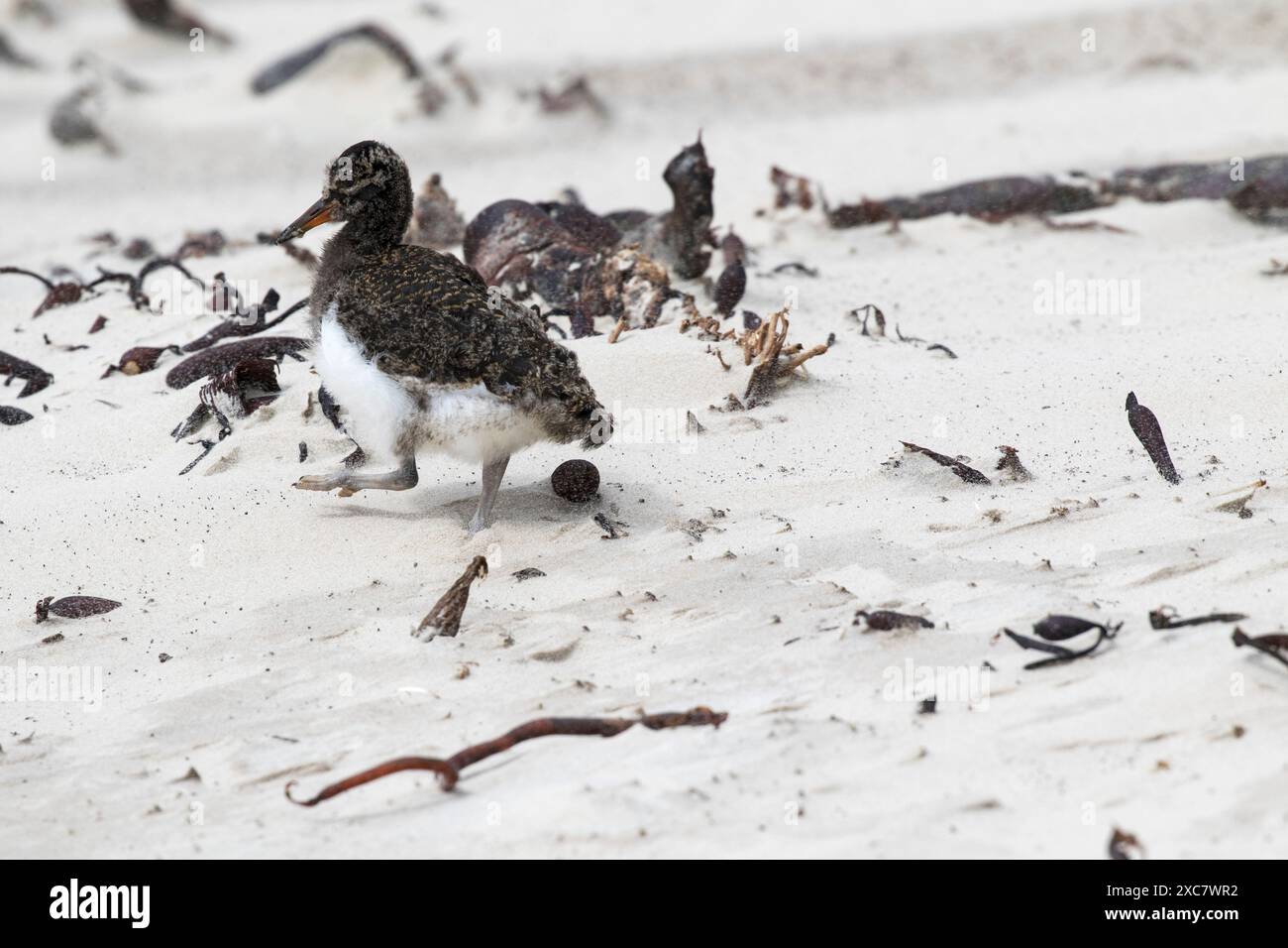 Magellanic oystercatcher Haematopus leucopodus chick sur une plage de l'Île Saunders Malouines territoire britannique d'outre-mer en novembre 2016 Banque D'Images