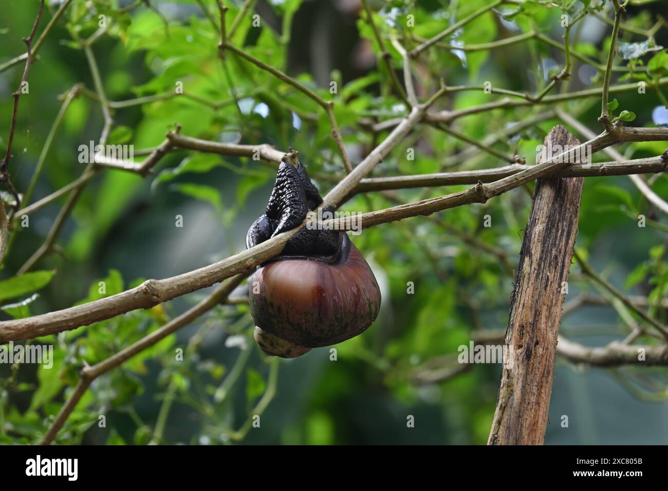 Vue de dessous d'un escargot terrestre géant (Acavus phoenix) qui s'accroche à une tige de plante de Chili. L'escargot de terre a resserré son emprise à la tige Banque D'Images