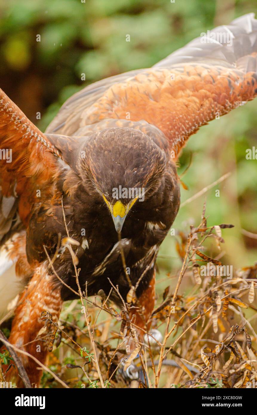 aigle harris avec ailes ouvertes reposant sur un buisson, concept de fauconnerie Banque D'Images