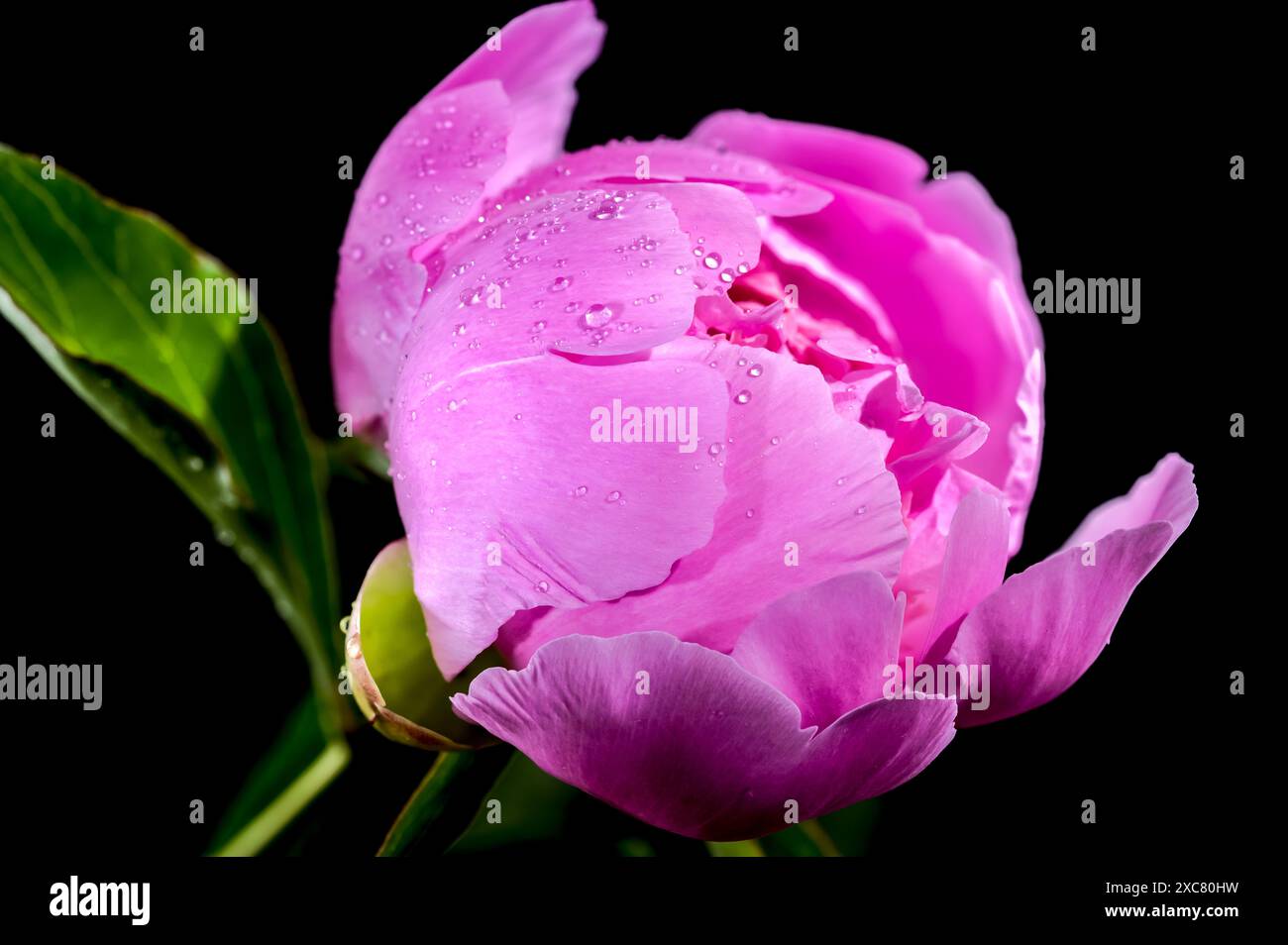 Belle pivoine rose florissante Alexander Fleming sur un fond noir. Gros plan de la tête de fleur. Banque D'Images