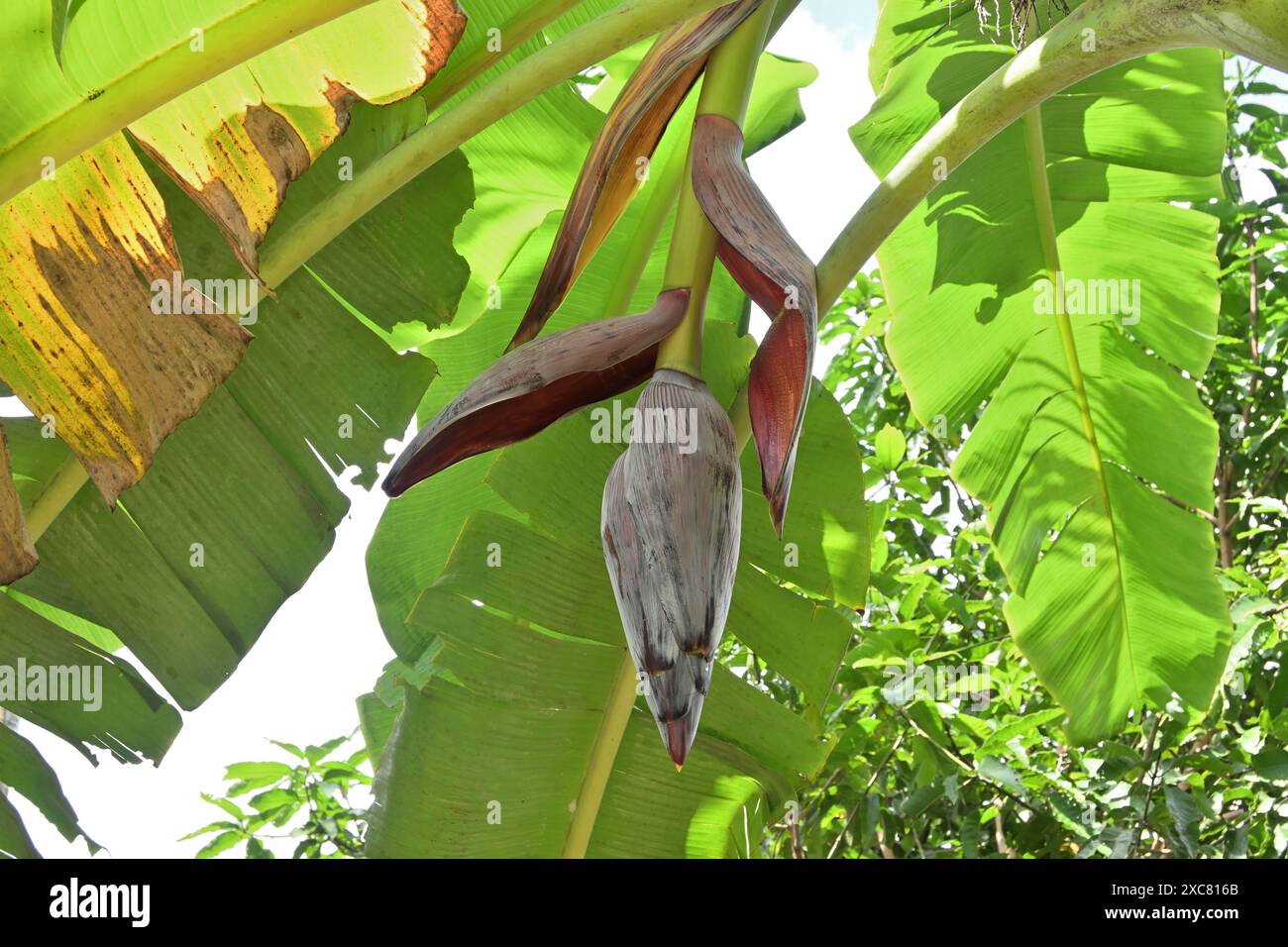 Vue en angle bas d'une inflorescence non ouverte qui fleurit sur une banane Banque D'Images