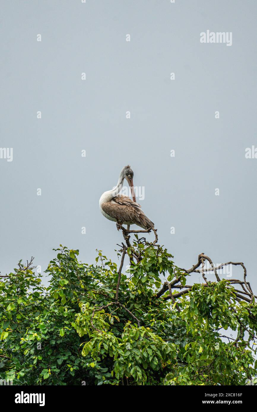 Un pélican brun profite d'une douche de pluie sur une cime des arbres au sanctuaire ornithologique de Rangnathittu, mettant en valeur son plumage vibrant et sa nature joyeuse. Banque D'Images