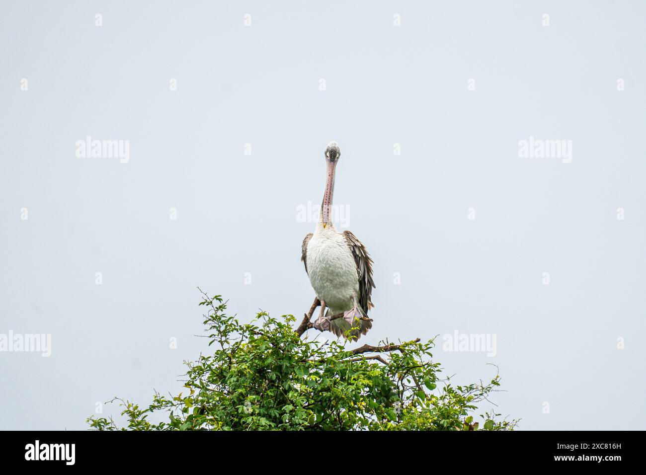 Un pélican brun profite d'une douche de pluie sur une cime des arbres au sanctuaire ornithologique de Rangnathittu, mettant en valeur son plumage vibrant et sa nature joyeuse. Banque D'Images