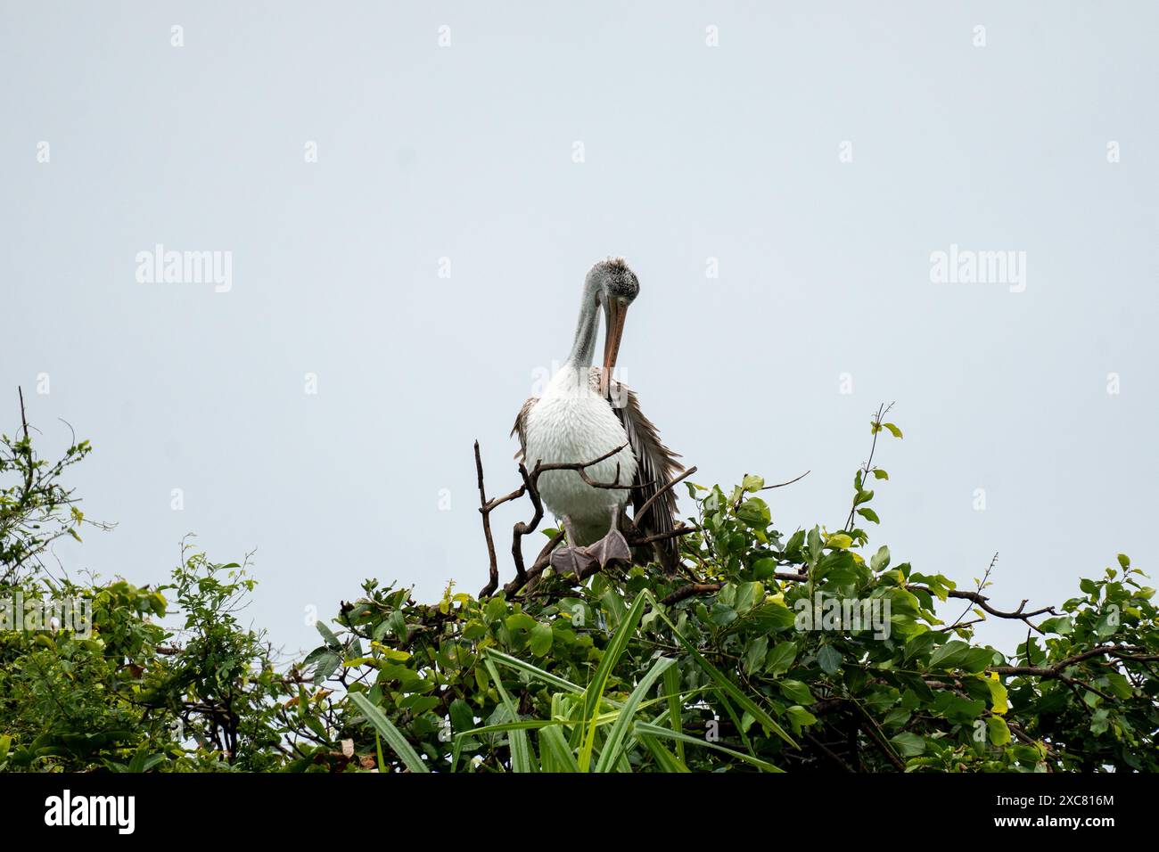Un pélican brun profite d'une douche de pluie sur une cime des arbres au sanctuaire ornithologique de Rangnathittu, mettant en valeur son plumage vibrant et sa nature joyeuse. Banque D'Images