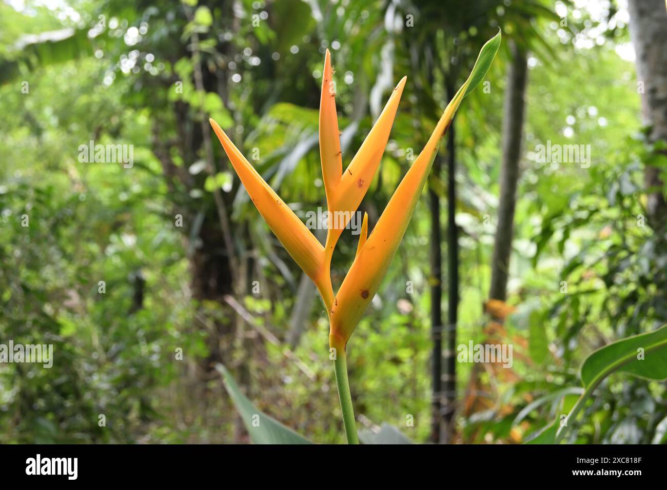 Vue d'un faux oiseau de couleur orange jaunâtre de fleur de paradis (Heliconia psittacorum) fleurit dans le jardin Banque D'Images Vue d'un faux oiseau de couleur orange jaunâtre de fleur de paradis (Heliconia psittacorum) fleurit dans le jardin Banque D'Images