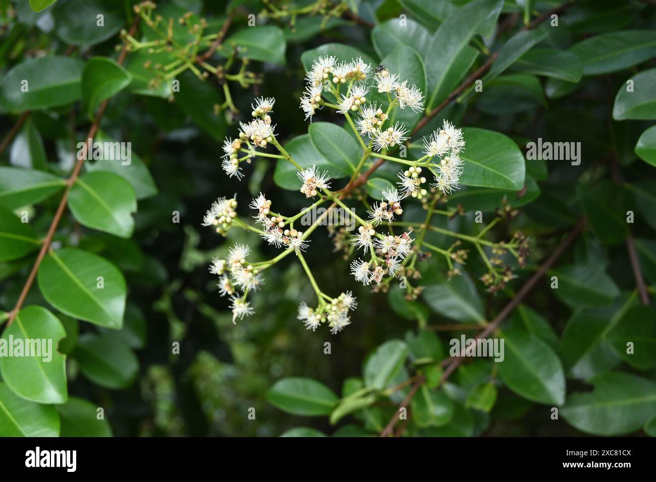 Vue d'un amas de fleurs en floraison sur une plante Syzygium caryophyllatum. Au Sri Lanka, cette petite plante fruitière comestible est connue sous le nom de plante Dan. Banque D'Images