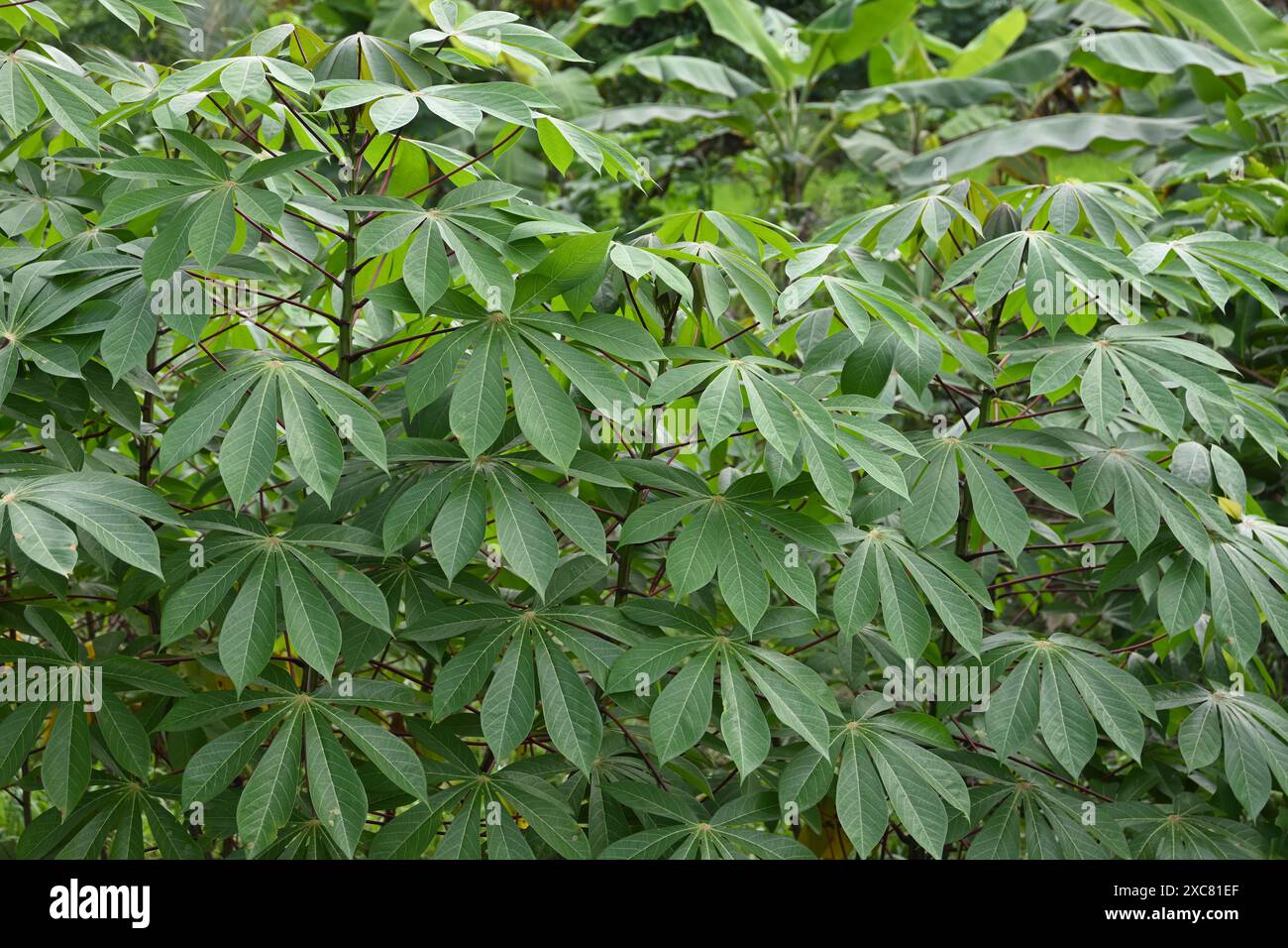 Vue sur les rameaux et les feuilles de manioc (Manihot esculenta) en croissance dans une ferme agricole dans une zone rurale. Cette plante comestible portant des tubercules à racines amylacées Banque D'Images