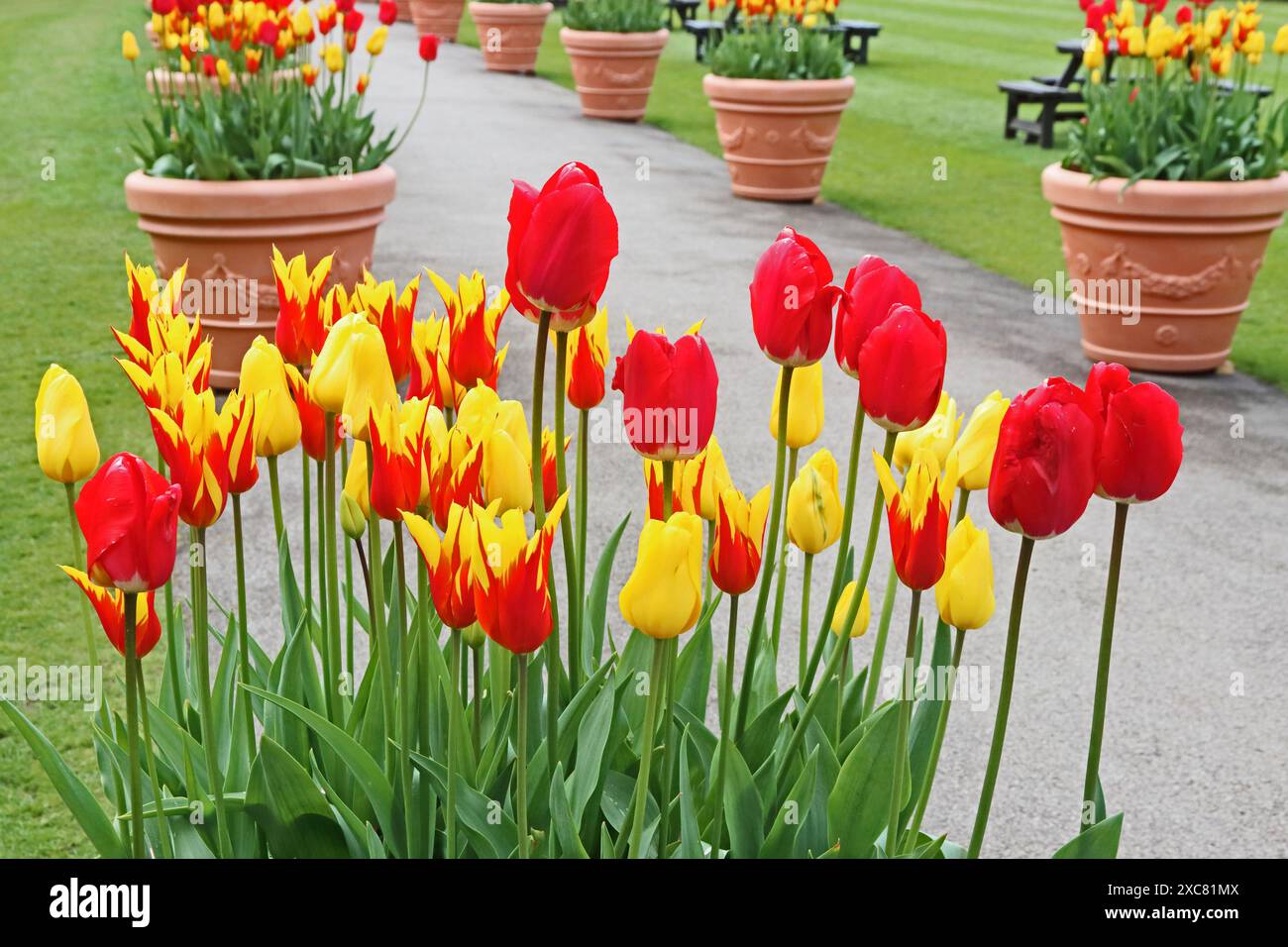 Exposition de pots plantés de tulipes 'Firewings' et 'Fostery King' Banque D'Images