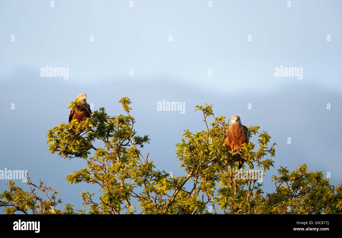 Gros plan de deux cerfs-volants rouges perchés dans un arbre Banque D'Images