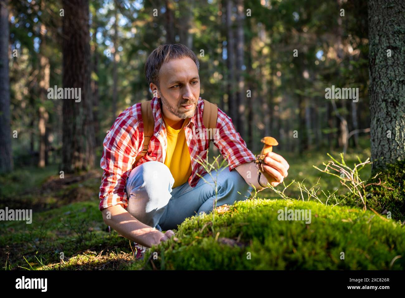 Homme cueillant des champignons de mousse en marchant dans les bois. Le cueilleur de champignons amateur recueille des champignons frais. Banque D'Images