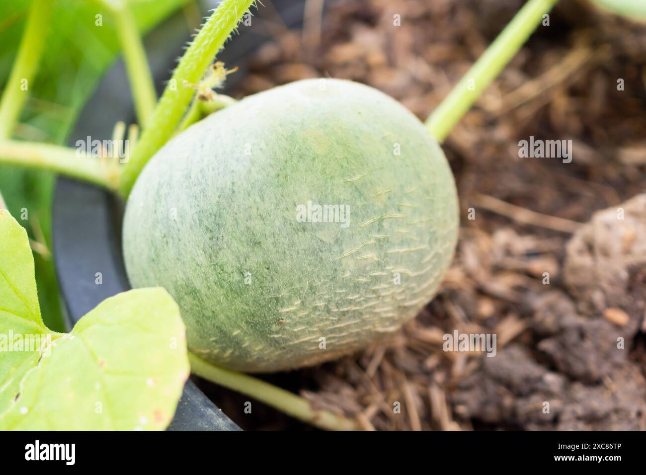 Fruit de melon dans le jardin biologique Banque D'Images