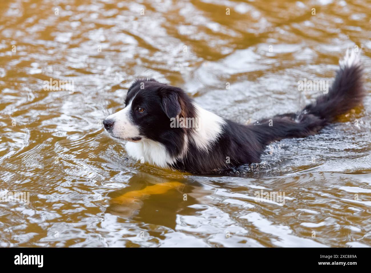 Chien mâle Border Collie nageant dans l'eau. Canine de race pure humide prenant bain dans le lac de la rivière avec de l'eau brune. Banque D'Images