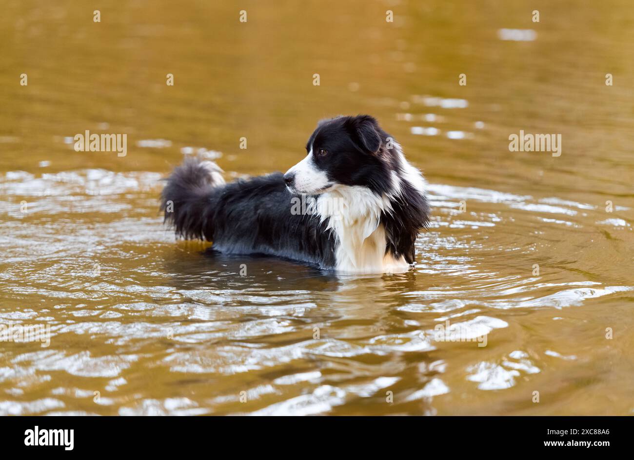 Chien mâle Border Collie nageant dans l'eau. Canine de race pure humide prenant bain dans le lac de la rivière avec de l'eau brune. Banque D'Images