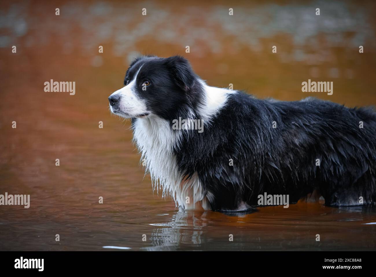 Chien mâle Border Collie nageant dans l'eau. Canine de race pure humide prenant bain dans le lac de la rivière avec de l'eau brune. Banque D'Images
