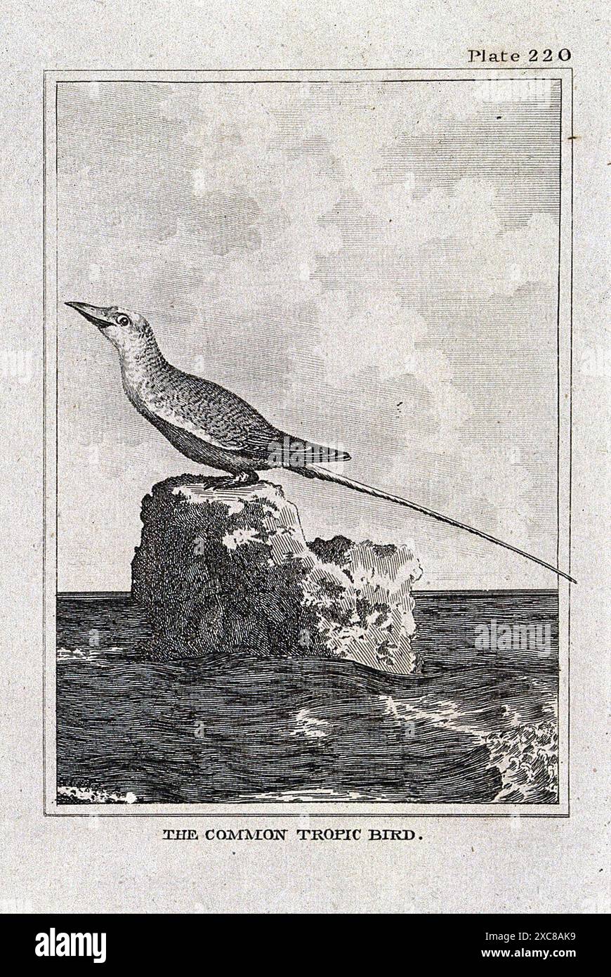Il s'agit d'une gravure en noir et blanc représentant un oiseau tropique commun perché sur un rocher dans l'océan. L'oiseau a une longue queue et regarde à gauche de l'image. Le fond comprend une côte rocheuse et un ciel nuageux. L'image fait partie d'une plus grande collection d'illustrations d'histoire naturelle. Banque D'Images