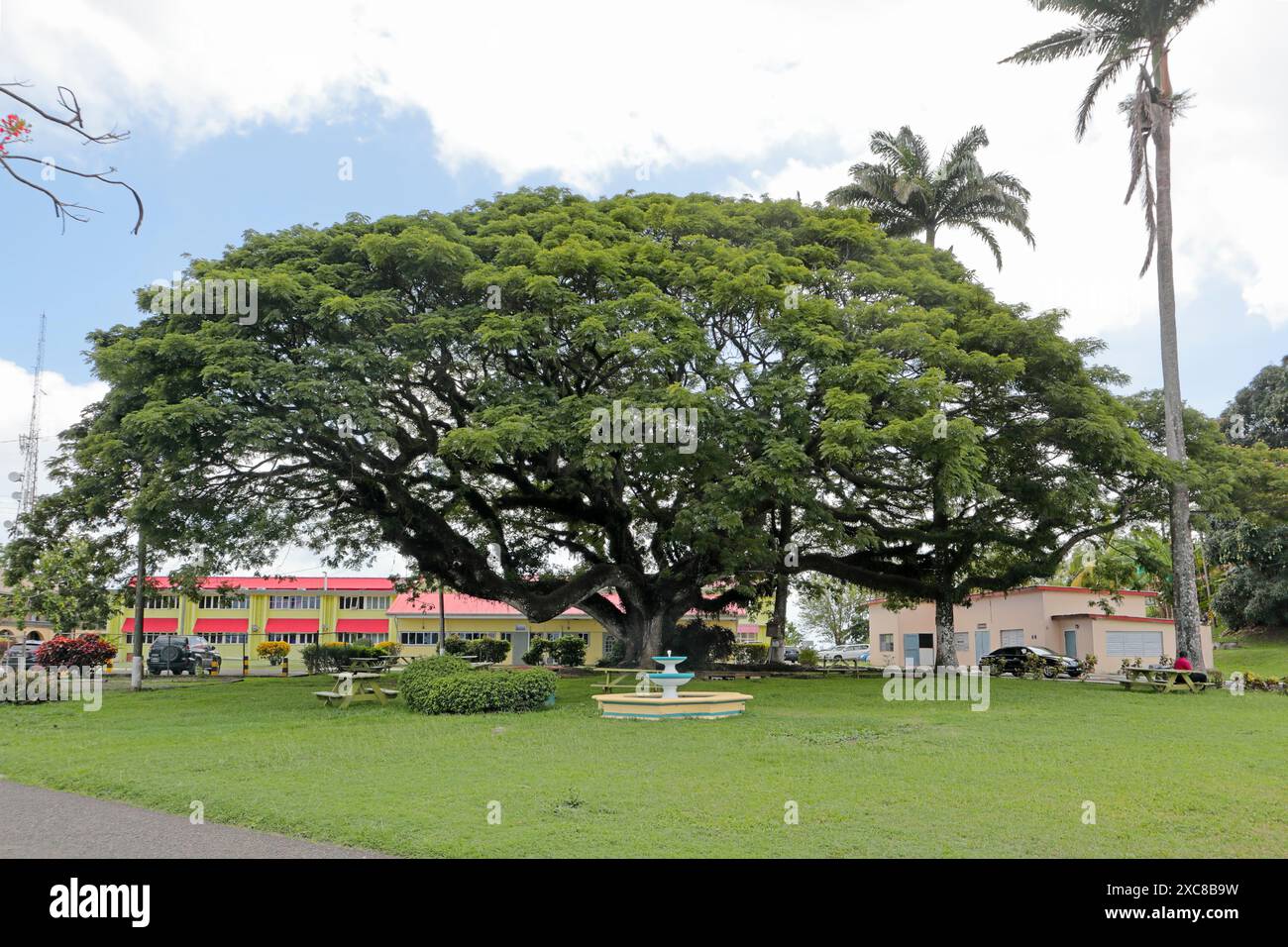 Samaan Tree, Sir Arthur Lewis Community College, Morne Fortune, Castries, et Lucia. Banque D'Images